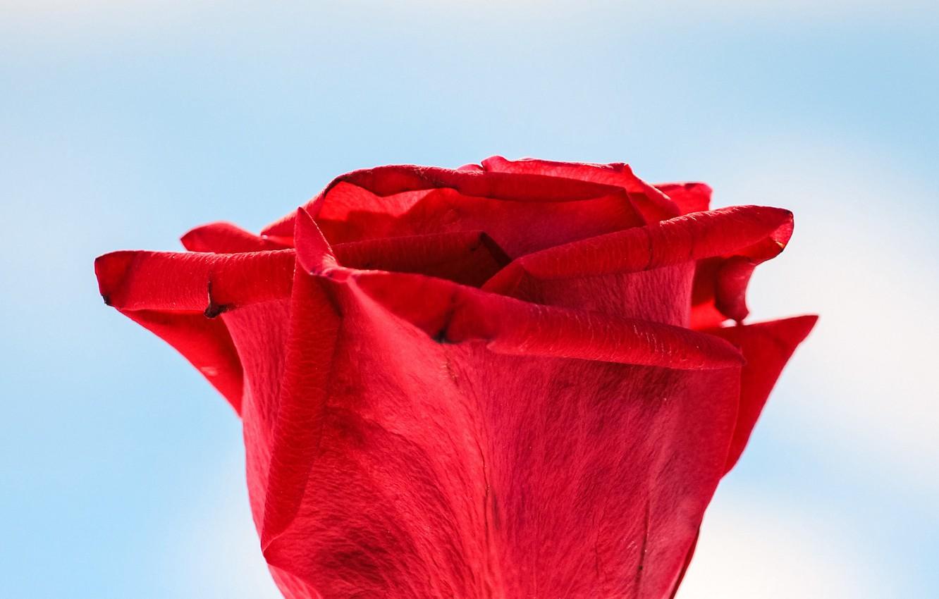 Wallpaper red, rose, flower, macro, closeup image