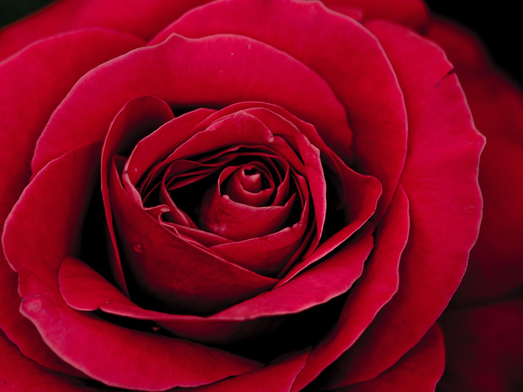 Download 2048x1536 Red Rose, Petals, Macro Wallpaper