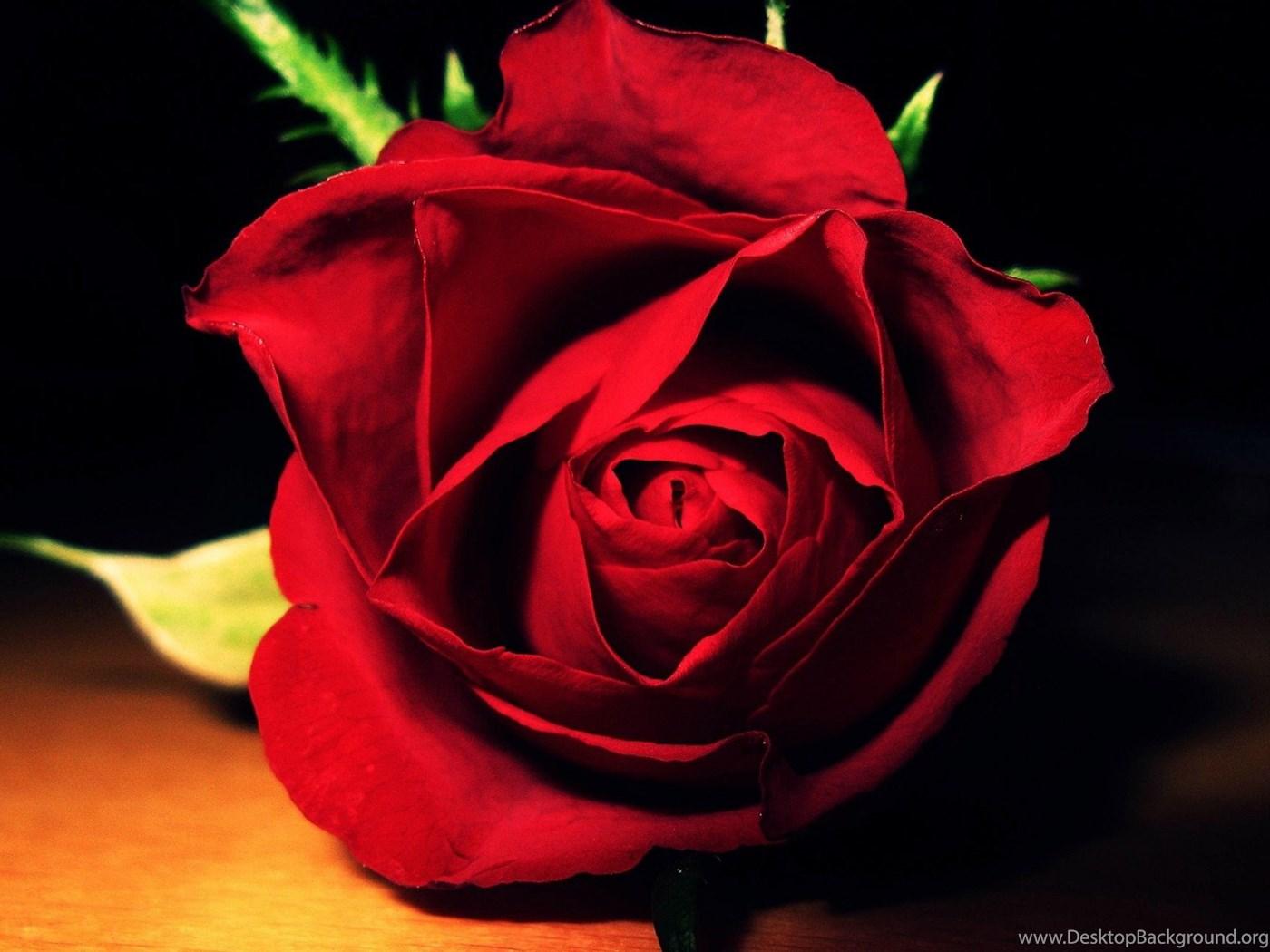 Lovely Red Rose Flower Macro Wallpaper High De Desktop