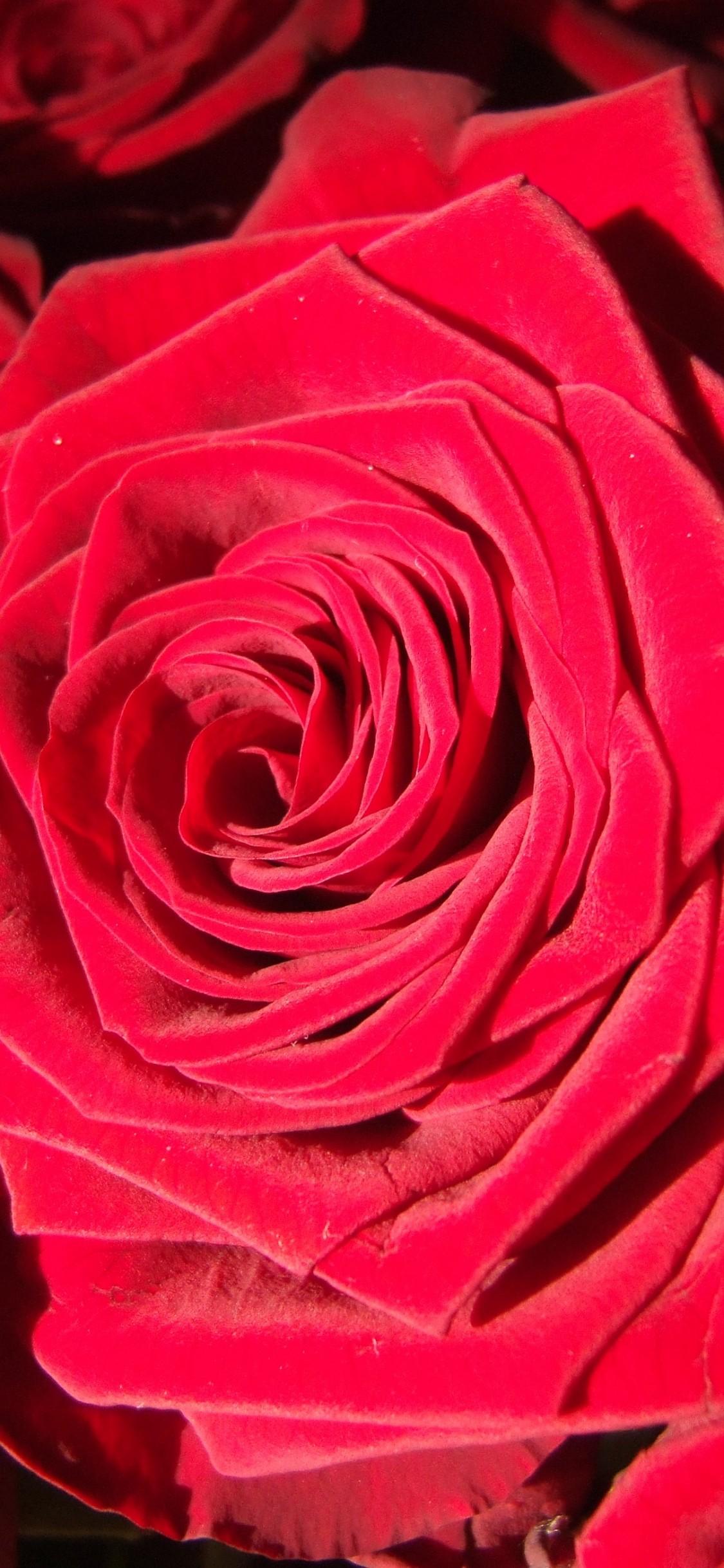 Red Roses iPhone Wallpaper. Download free HD image