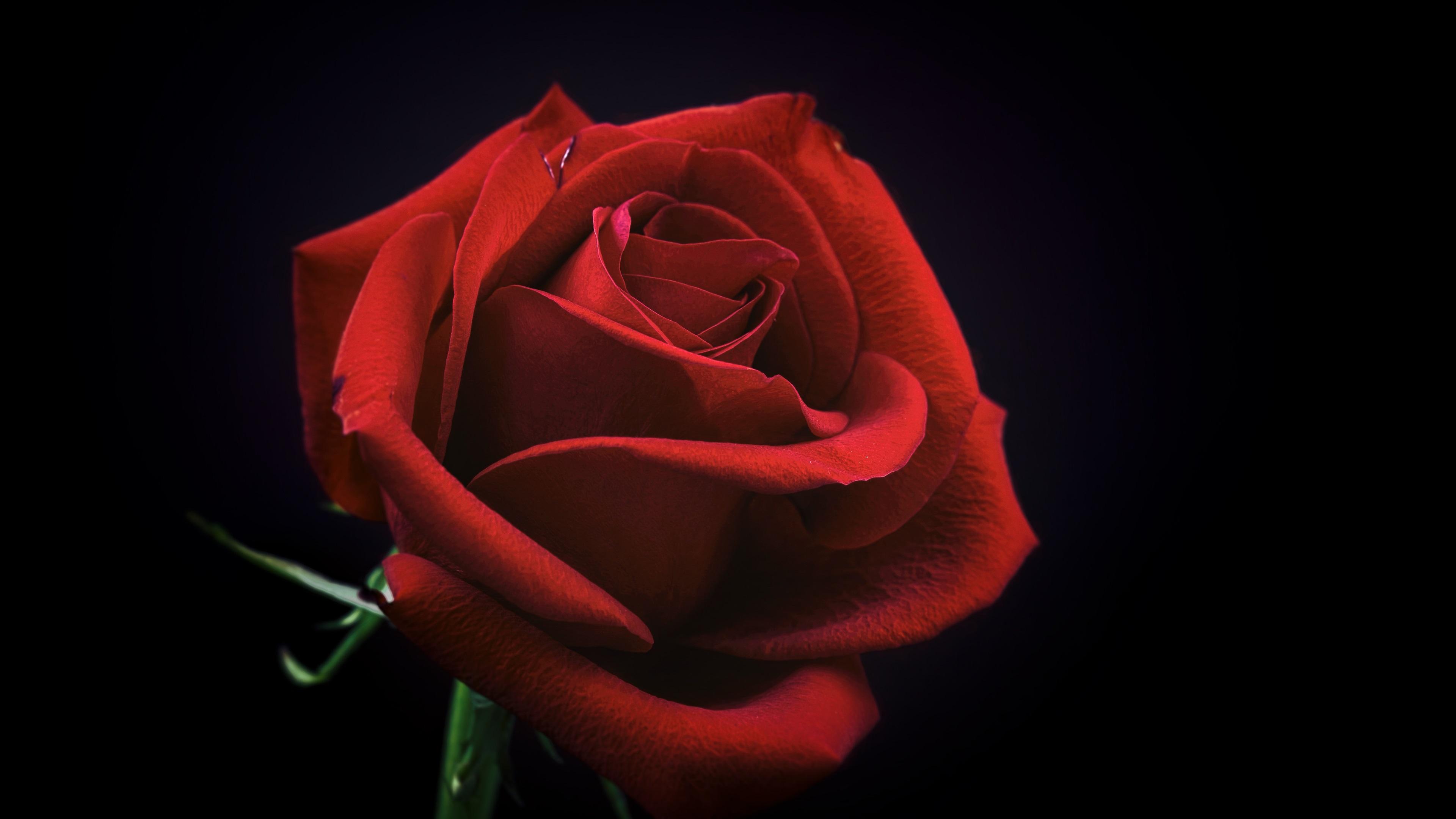 Red rose macro photography, black background 1080x1920