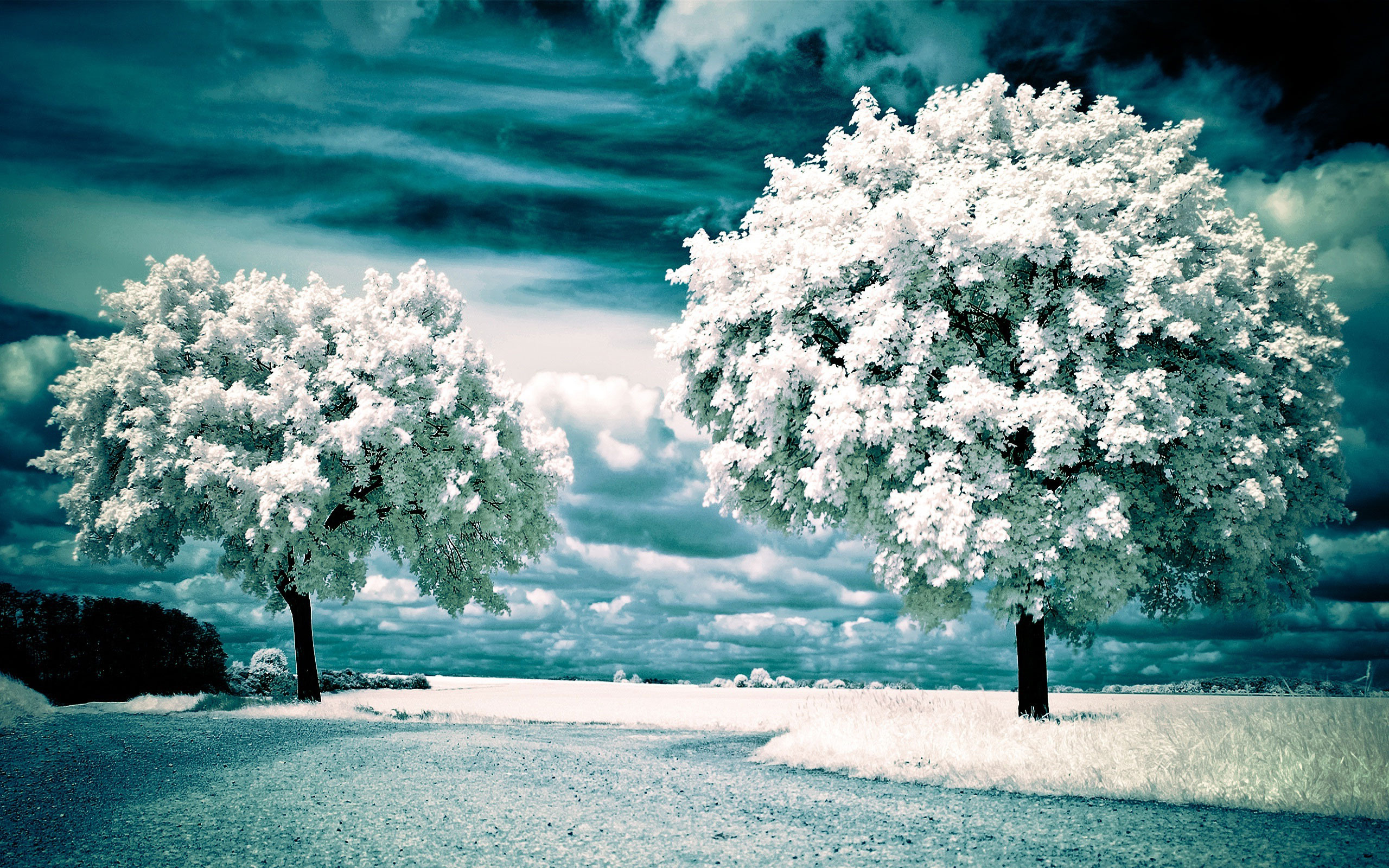Winter Wildlife Wallpaper