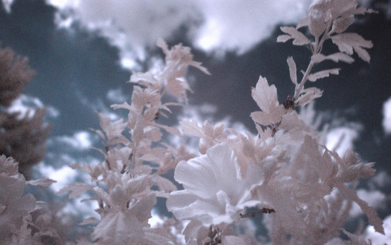 Infrared Flowers wallpaper. Infrared Flowers