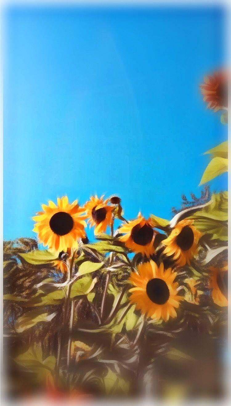 wallpaper sunflower aesthetic cute oileffect fx freetoe