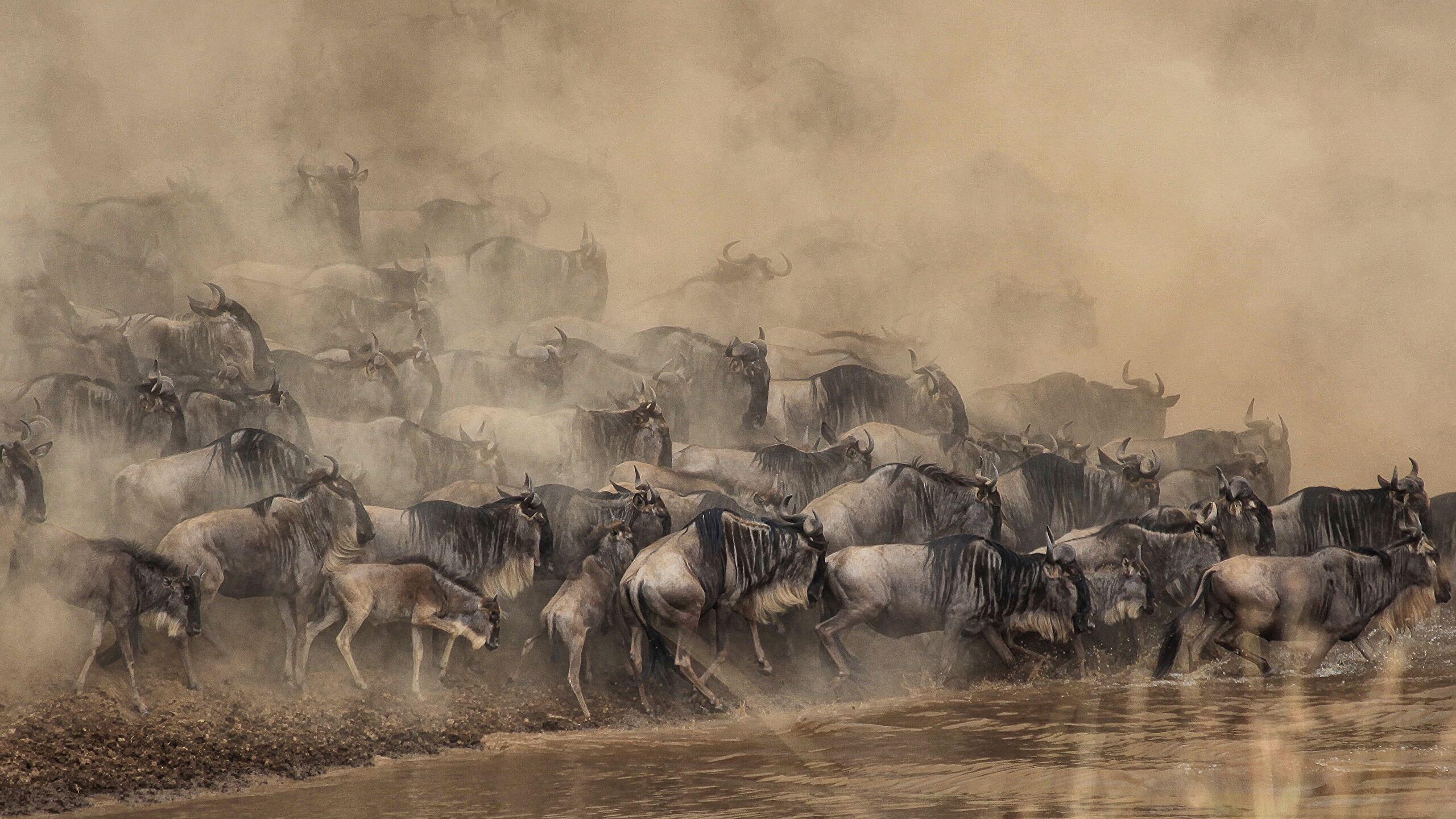 Wildebeest 4K wallpaper for your desktop or mobile screen free and easy to download
