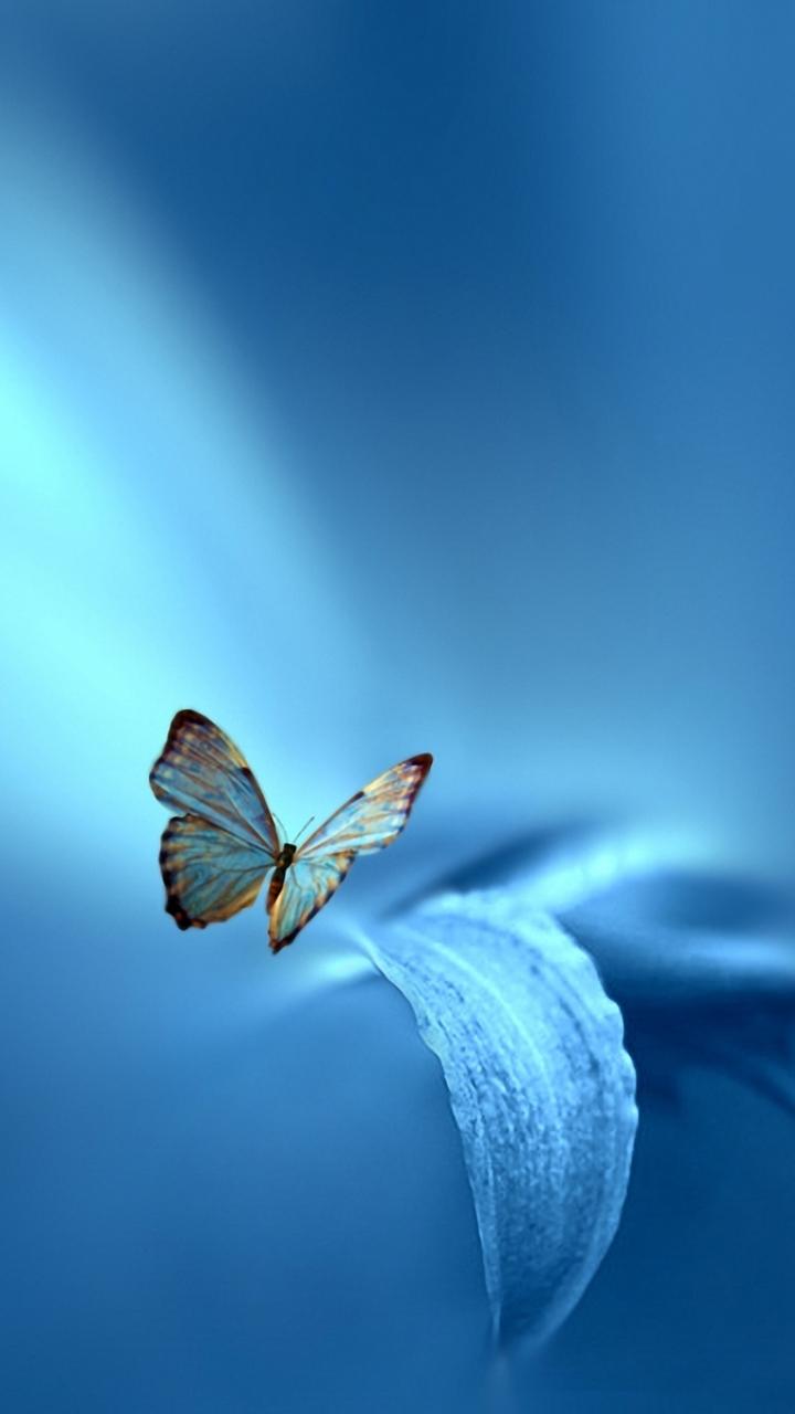 Butterfly Live Wallpaper for Android  Download