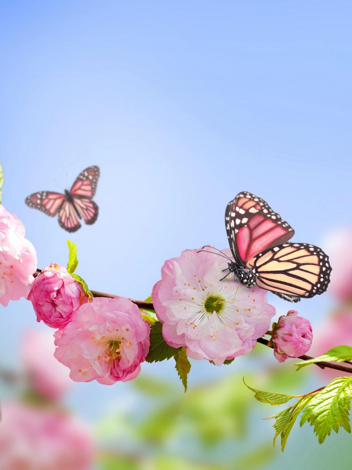 Butterfly Flower Mobile Wallpaper