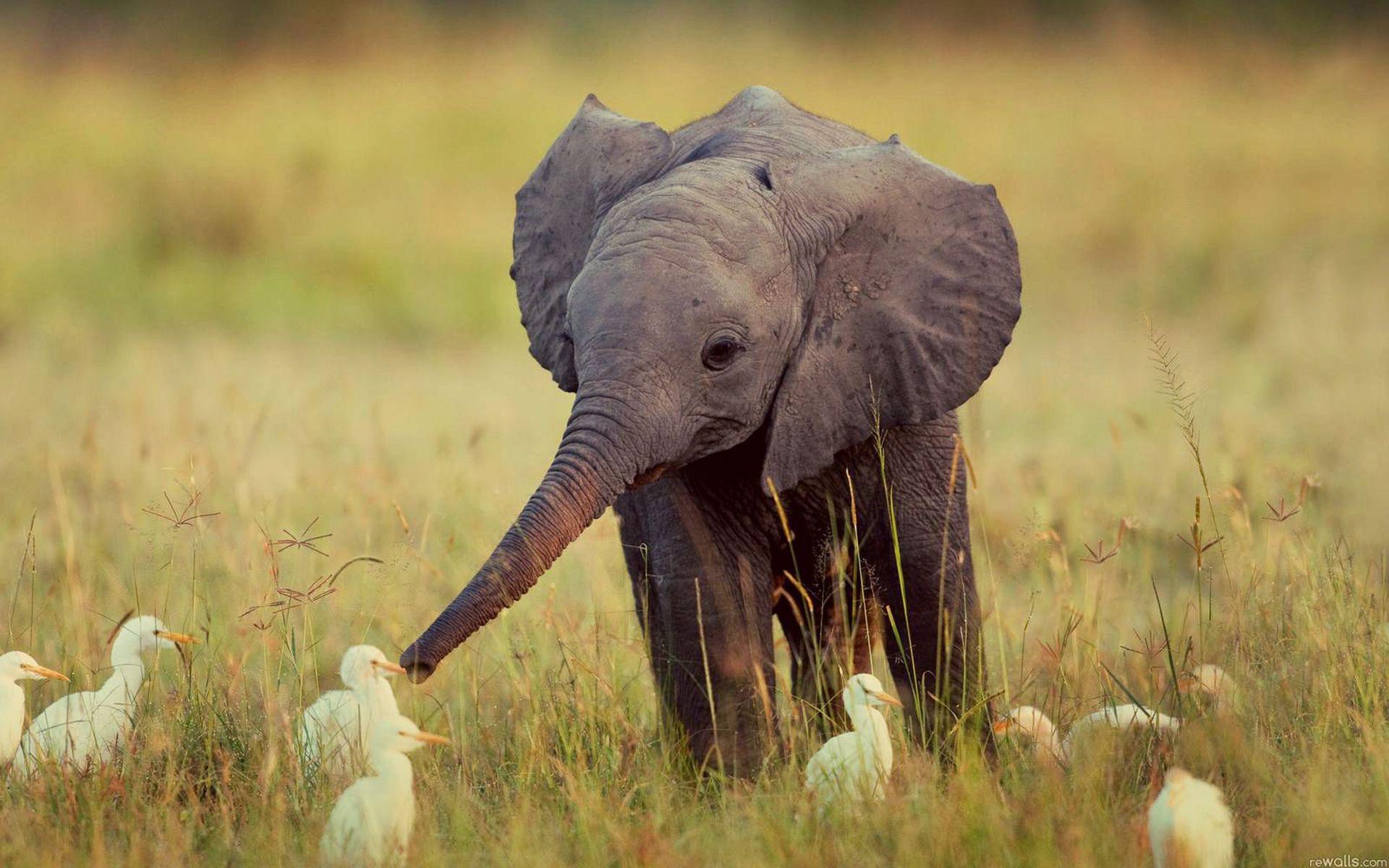 Baby elephant is playing with little birds HD Wallpaper