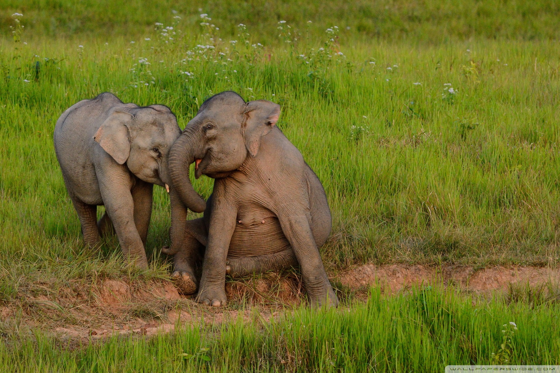 Baby Elephants Playing UHD Desktop Wallpaper for 4K Ultra HD