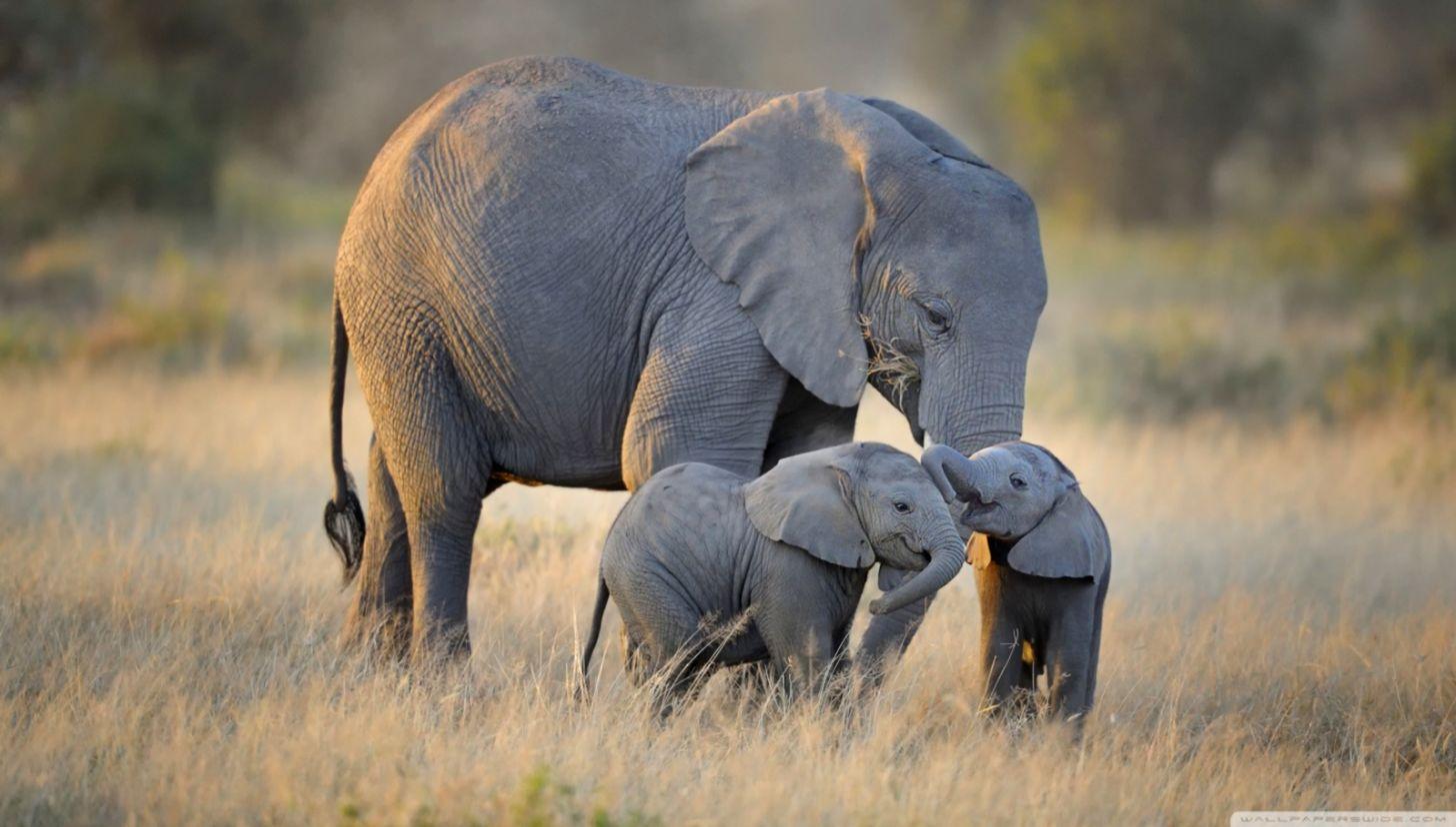 Mother And Baby Elephant Wallpaper