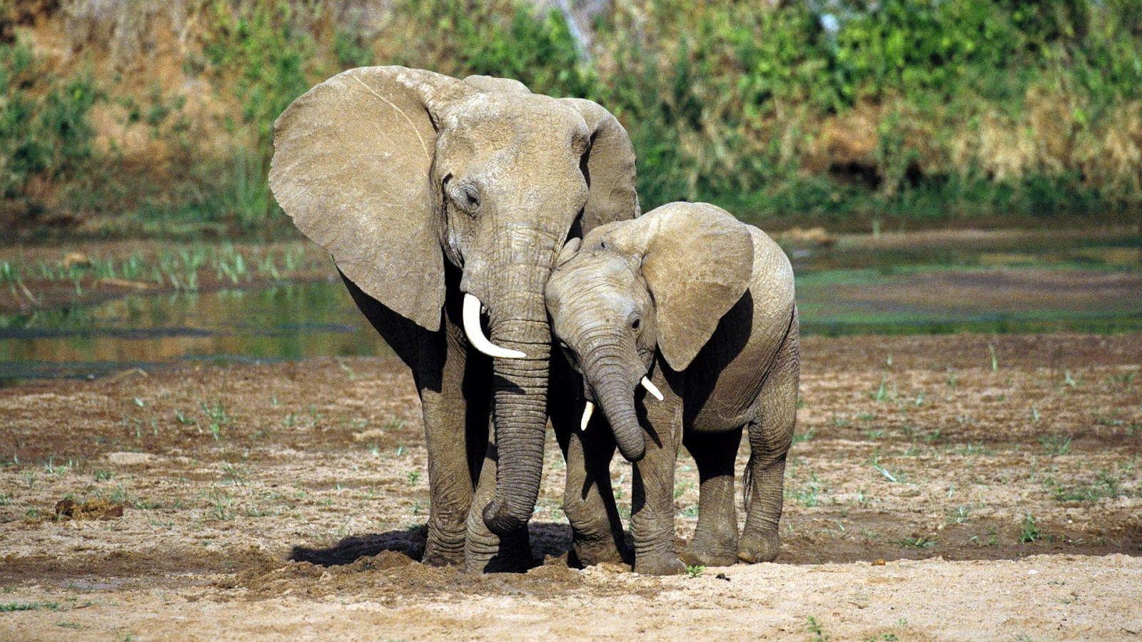 Mother And Baby Elephant Love Wallpaper