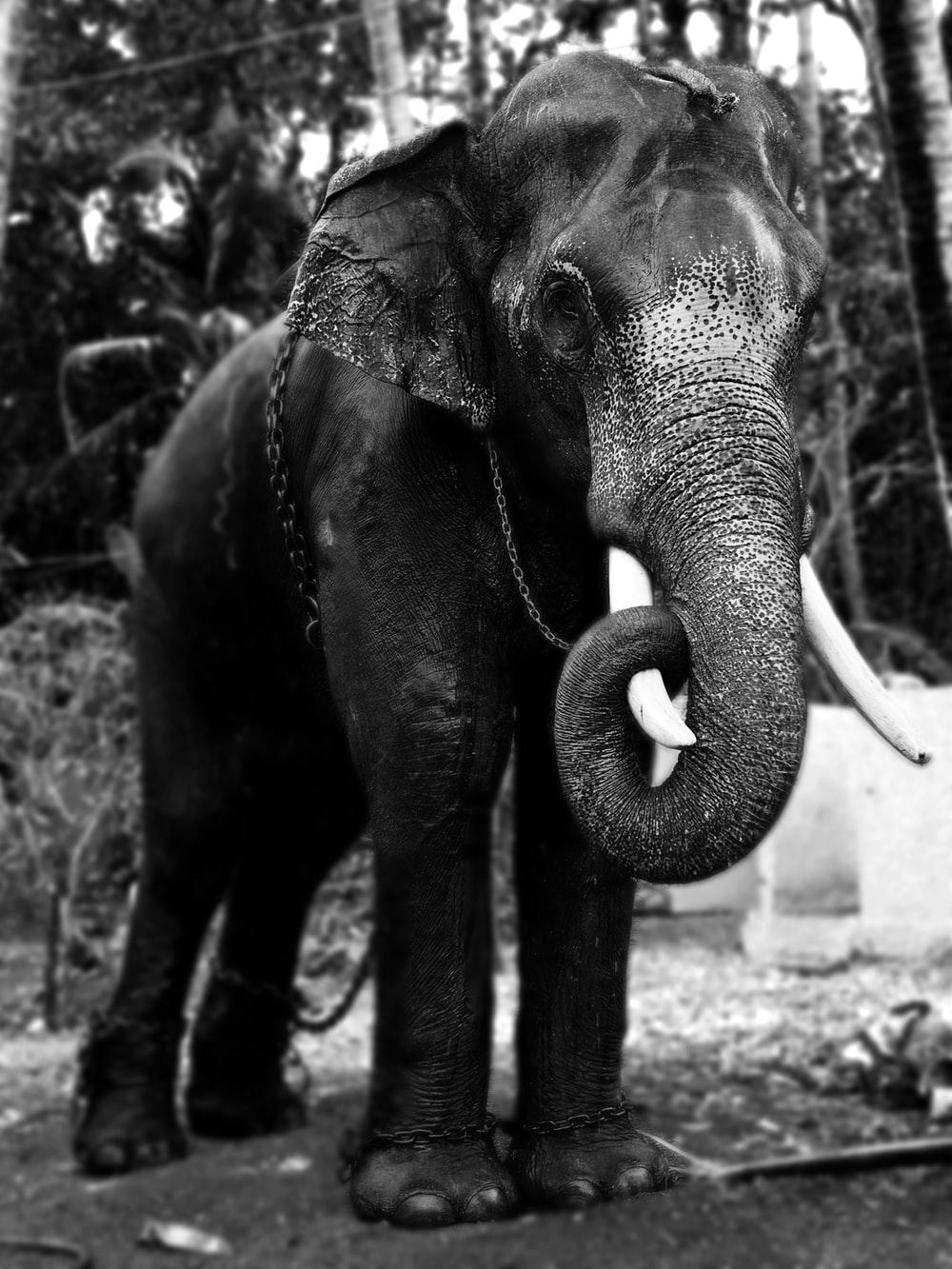 Indian Elephant Picture. Download Free Image & Stock