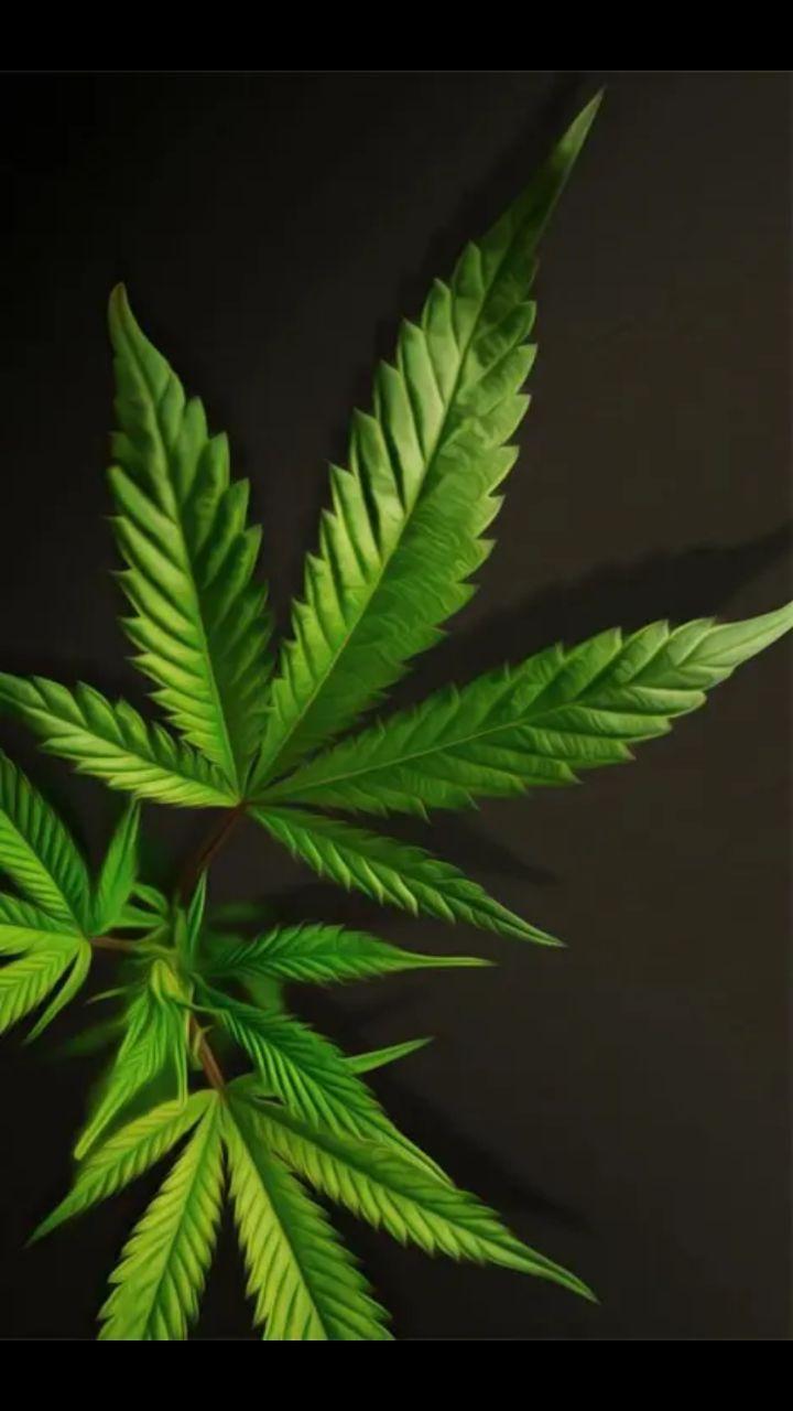 Weed Marijuana 4K Wallpaper for Android