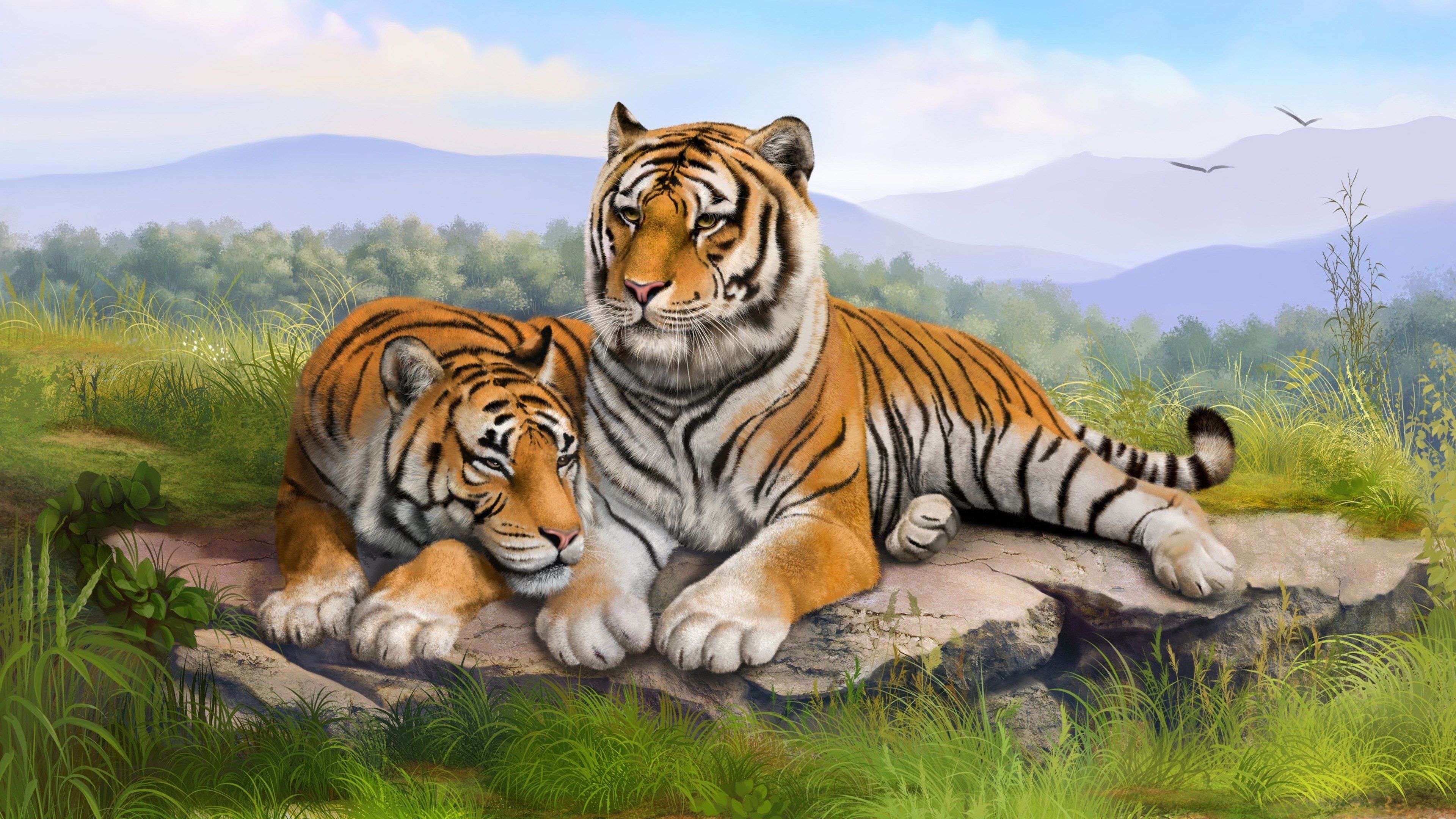 tigers 4k desktop wallpaper HD free download