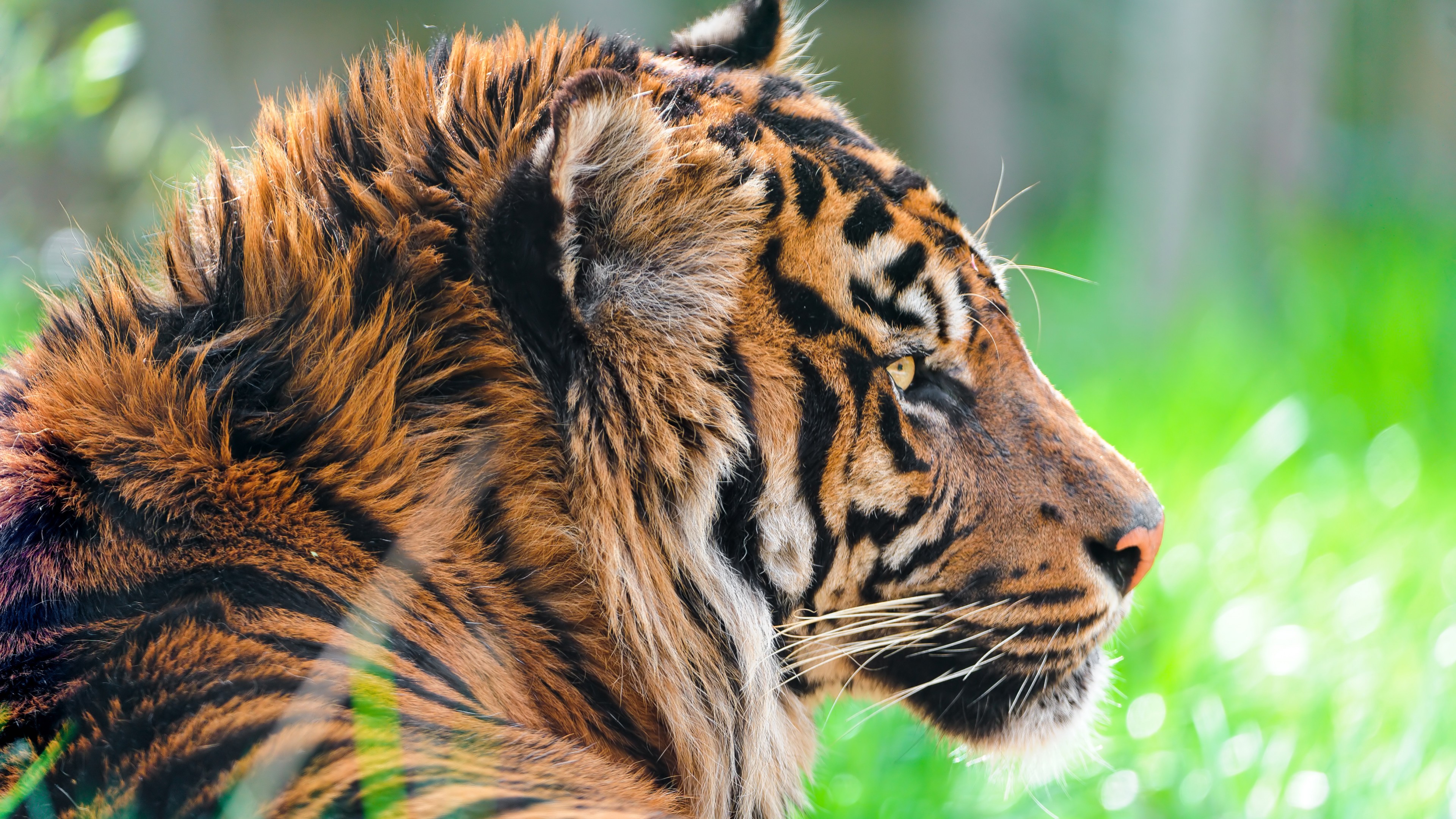 Sumatran Tiger Animal Wallpaper for Desktop and Mobiles 4K