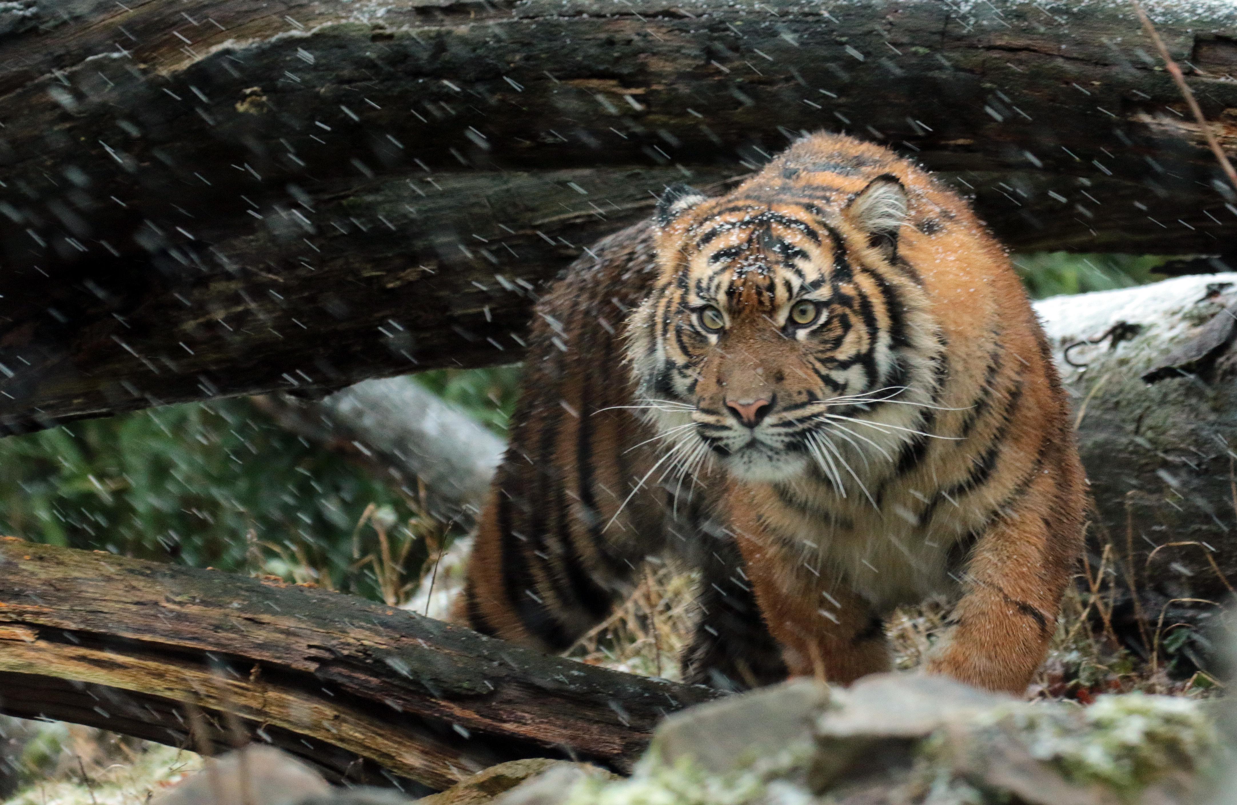 Wallpaper Sumatran tiger tiger Snowflakes animal 4328x2816