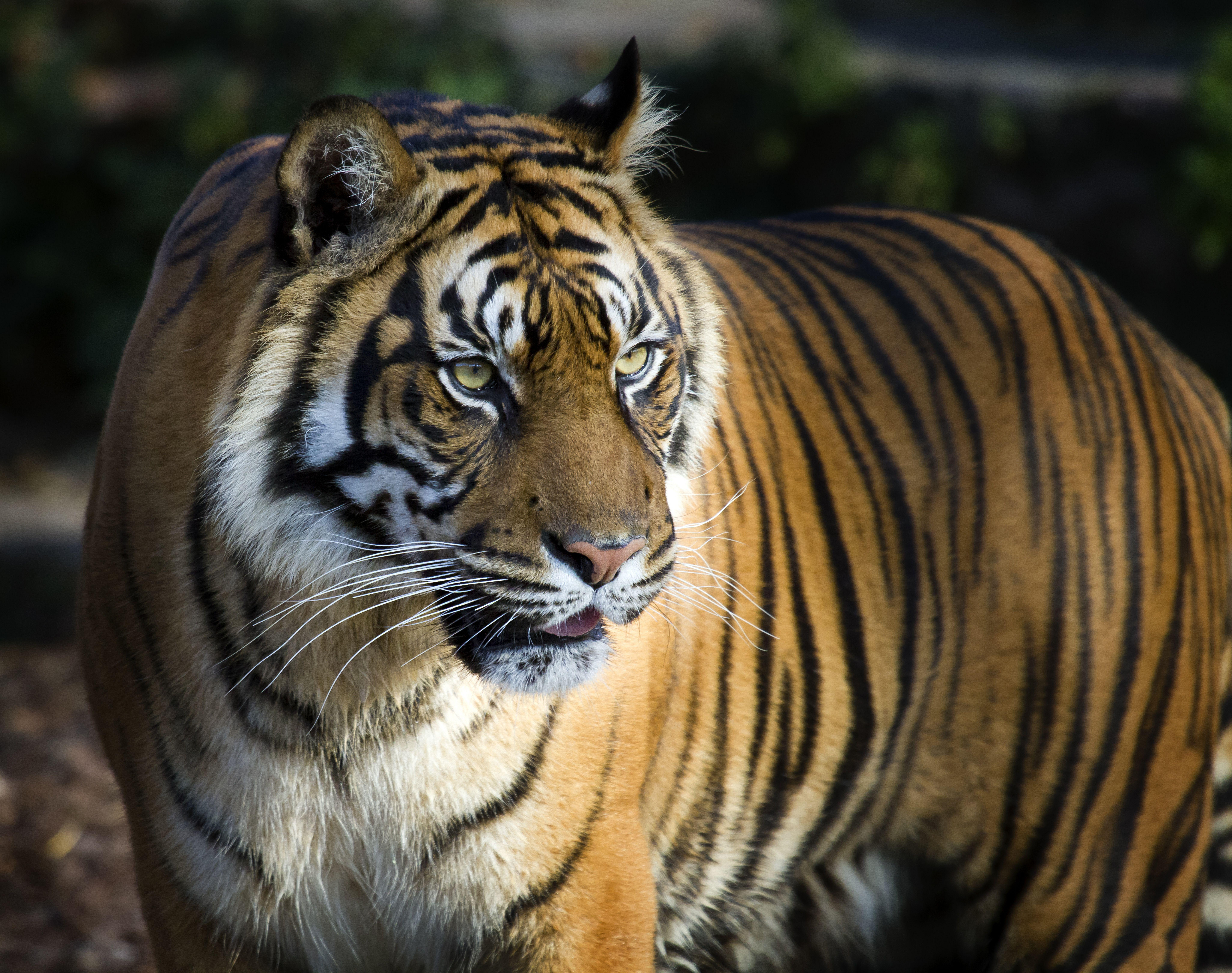 Animals & Birds Bengal Tiger 4K 8K wallpaper Desktop