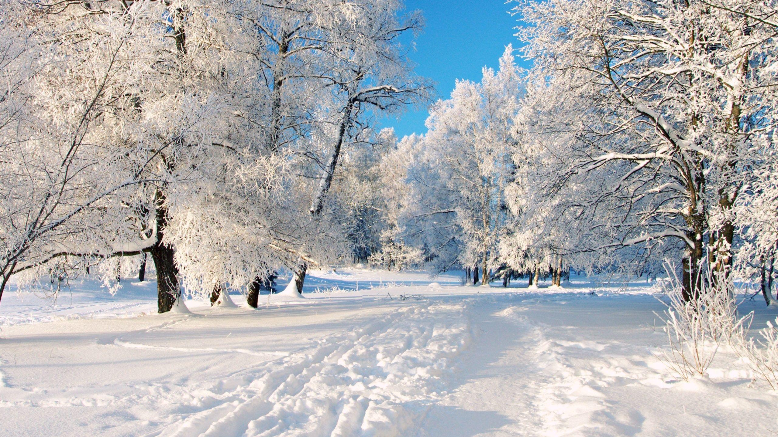 A Dreamy Winter Scenery Desktop Wallpaper And. 겨울 배경, 겨울 배경화면, 자연 사진