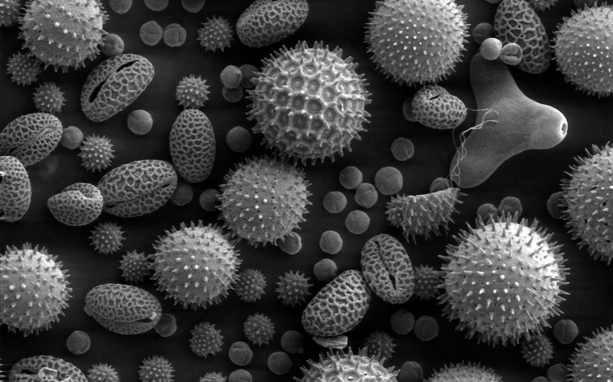 Viruses Wallpaperx766
