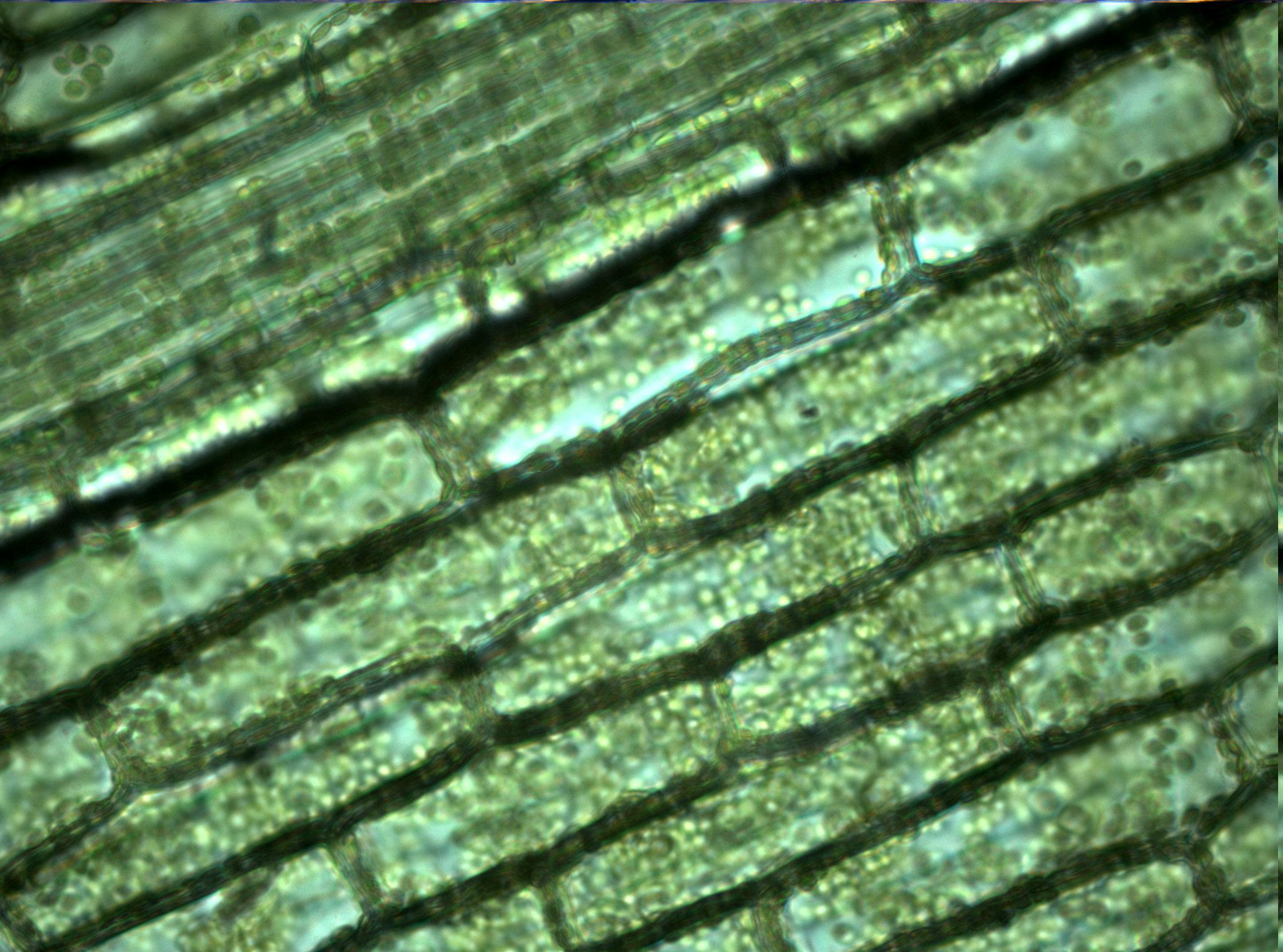 Microscopic Background