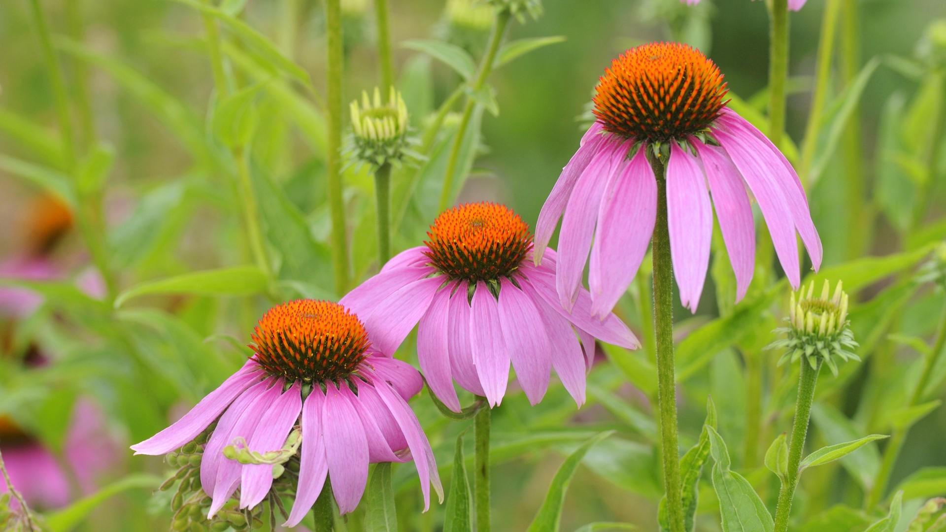 Green Coneflowers Wallpapers - Wallpaper Cave