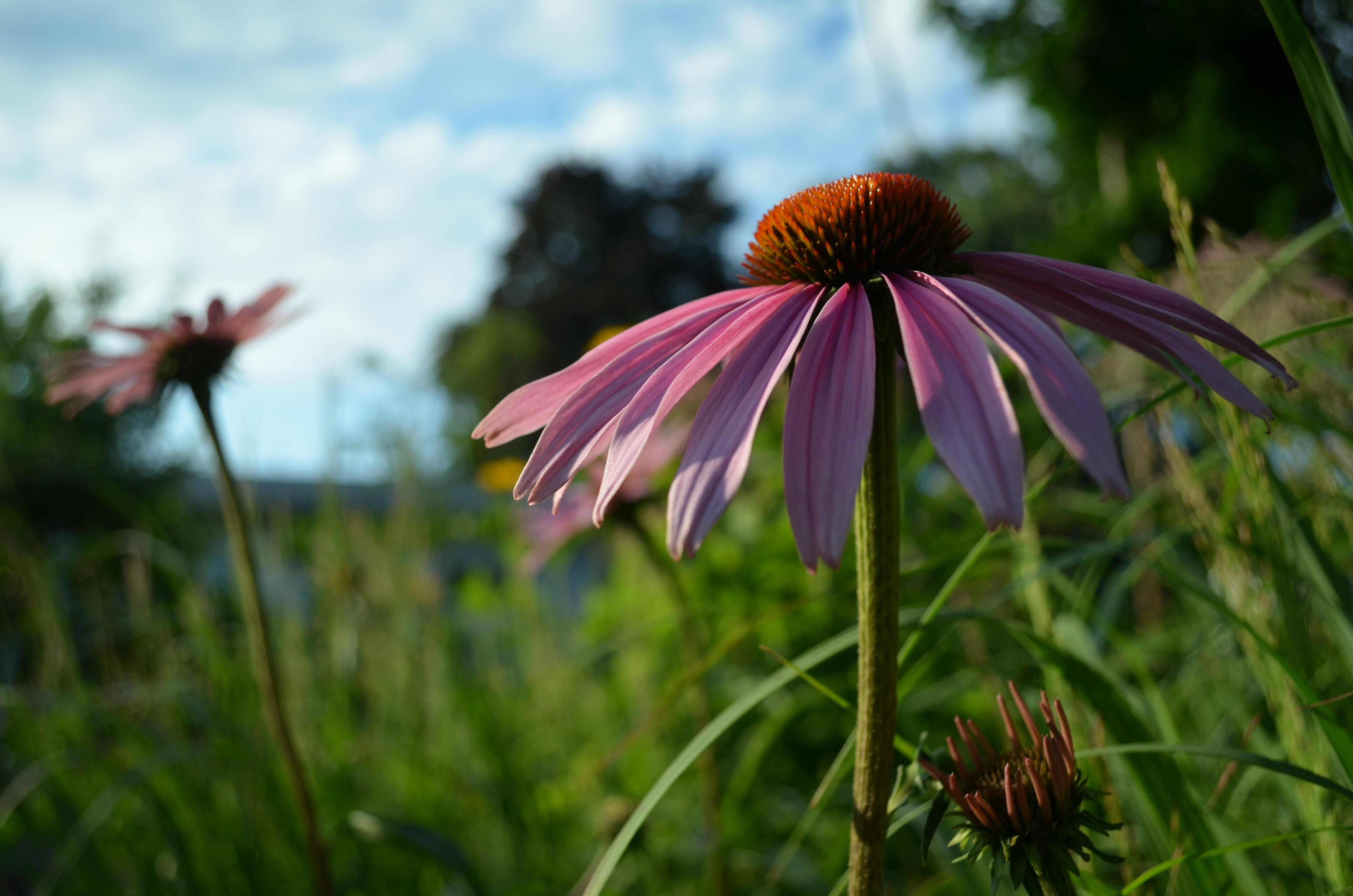 Side view of a purple Coneflowers HD wallpaper