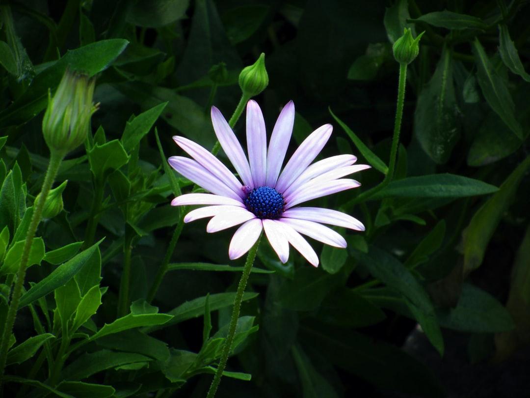 Coneflower Picture. Download Free Image