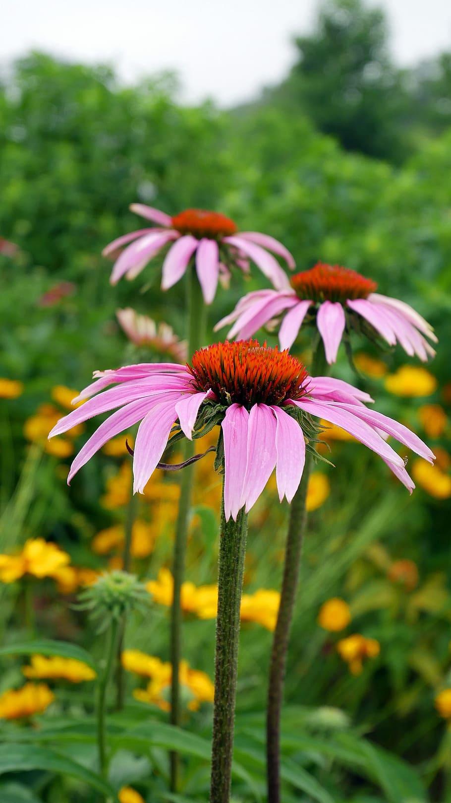Green Coneflowers Wallpapers - Wallpaper Cave