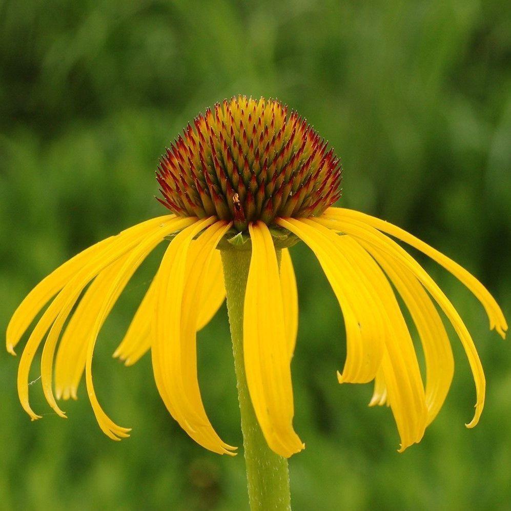 Ozark Yellow Coneflower Echinacea Seeds Echinacea paradoxa