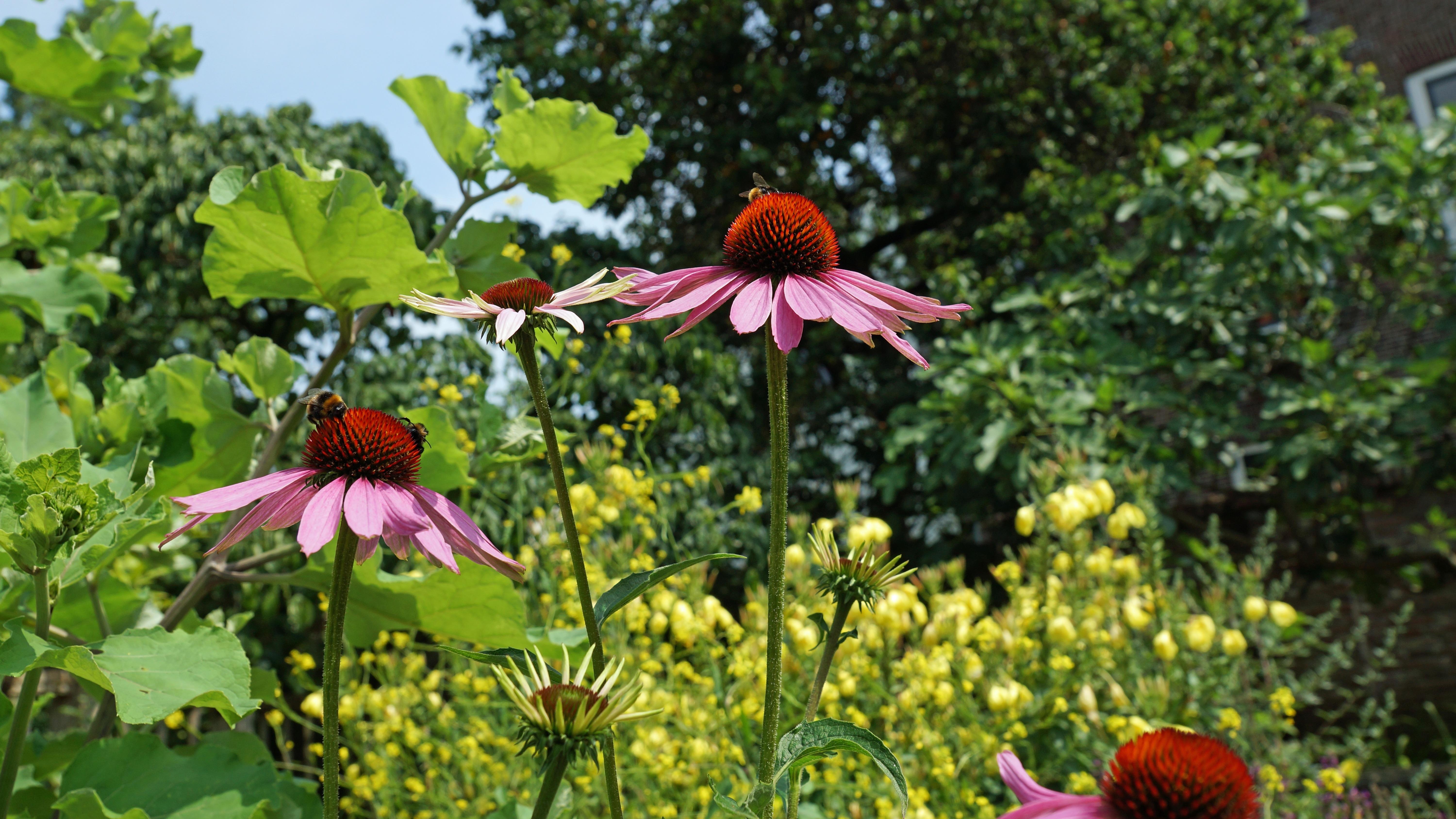 pink coneflowers free image