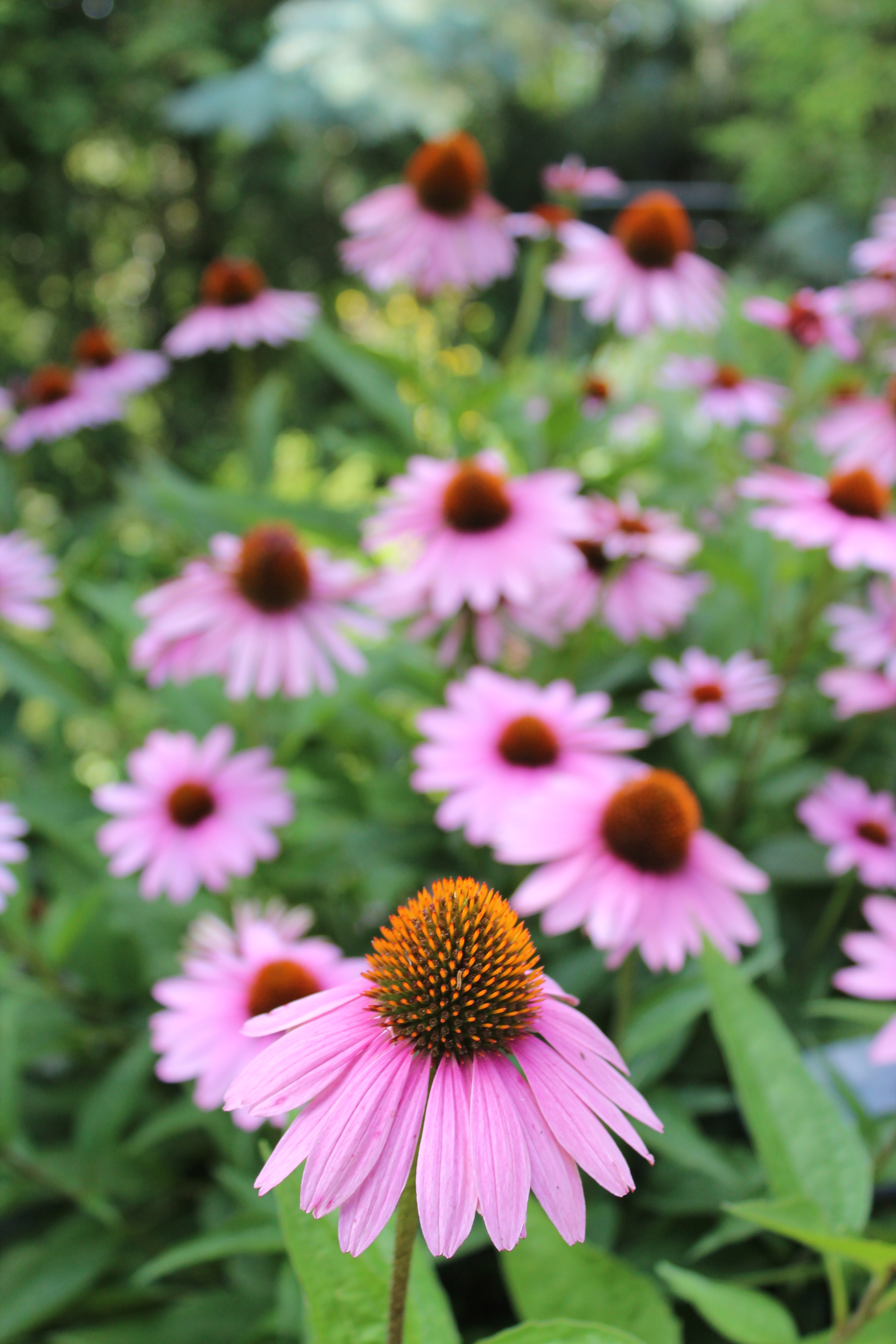 Free of bee loving purple flowers, Echinacea