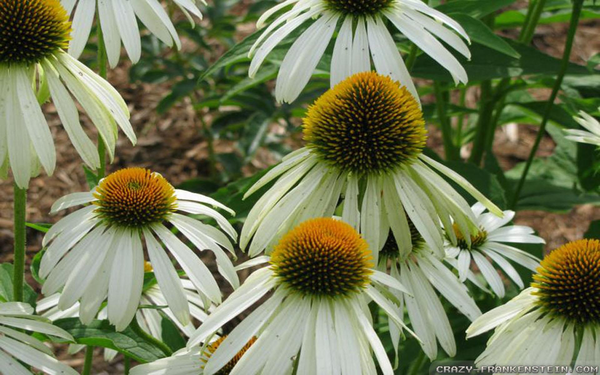 Green Coneflowers Wallpapers - Wallpaper Cave