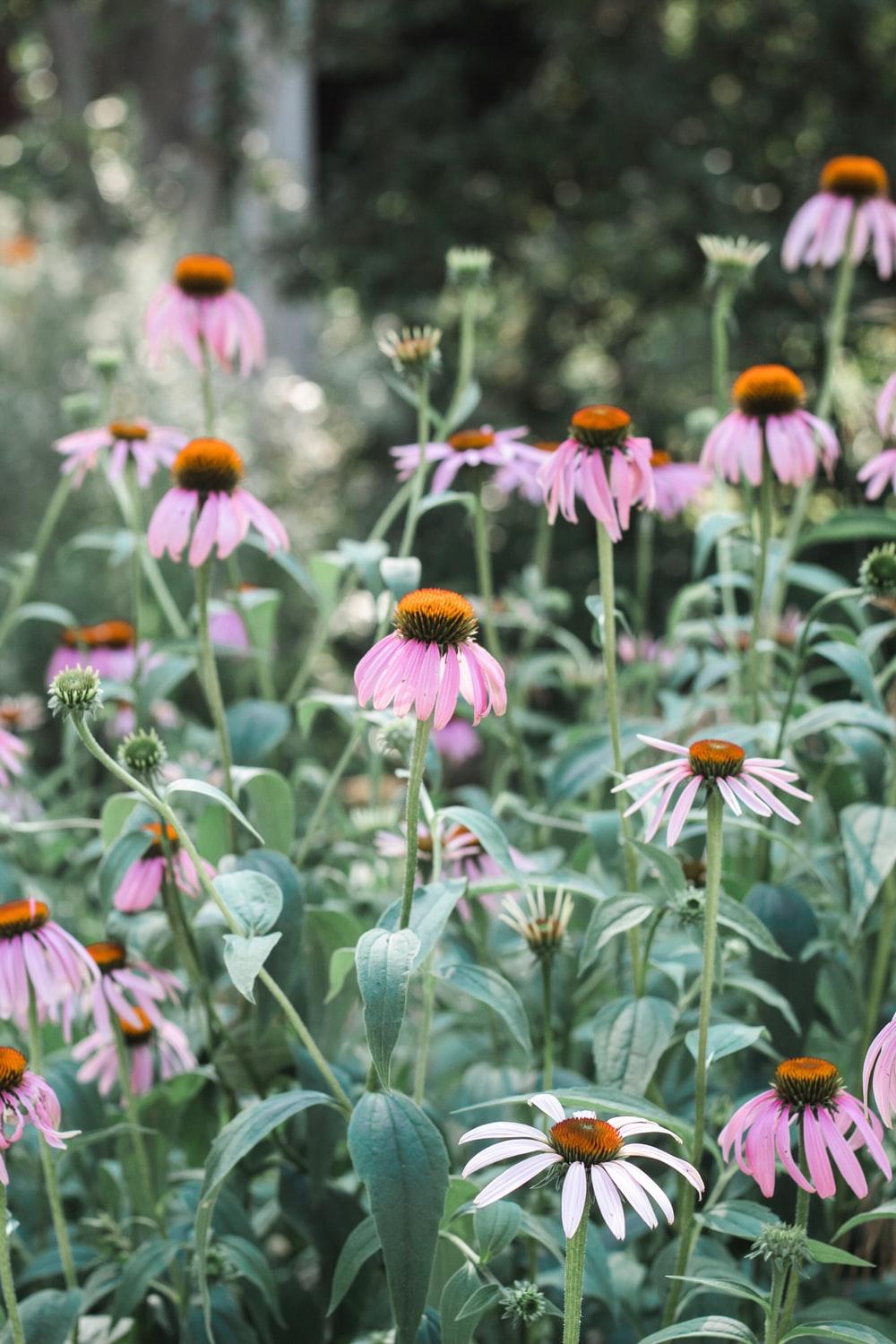 Pink flowers in garden. HD photo