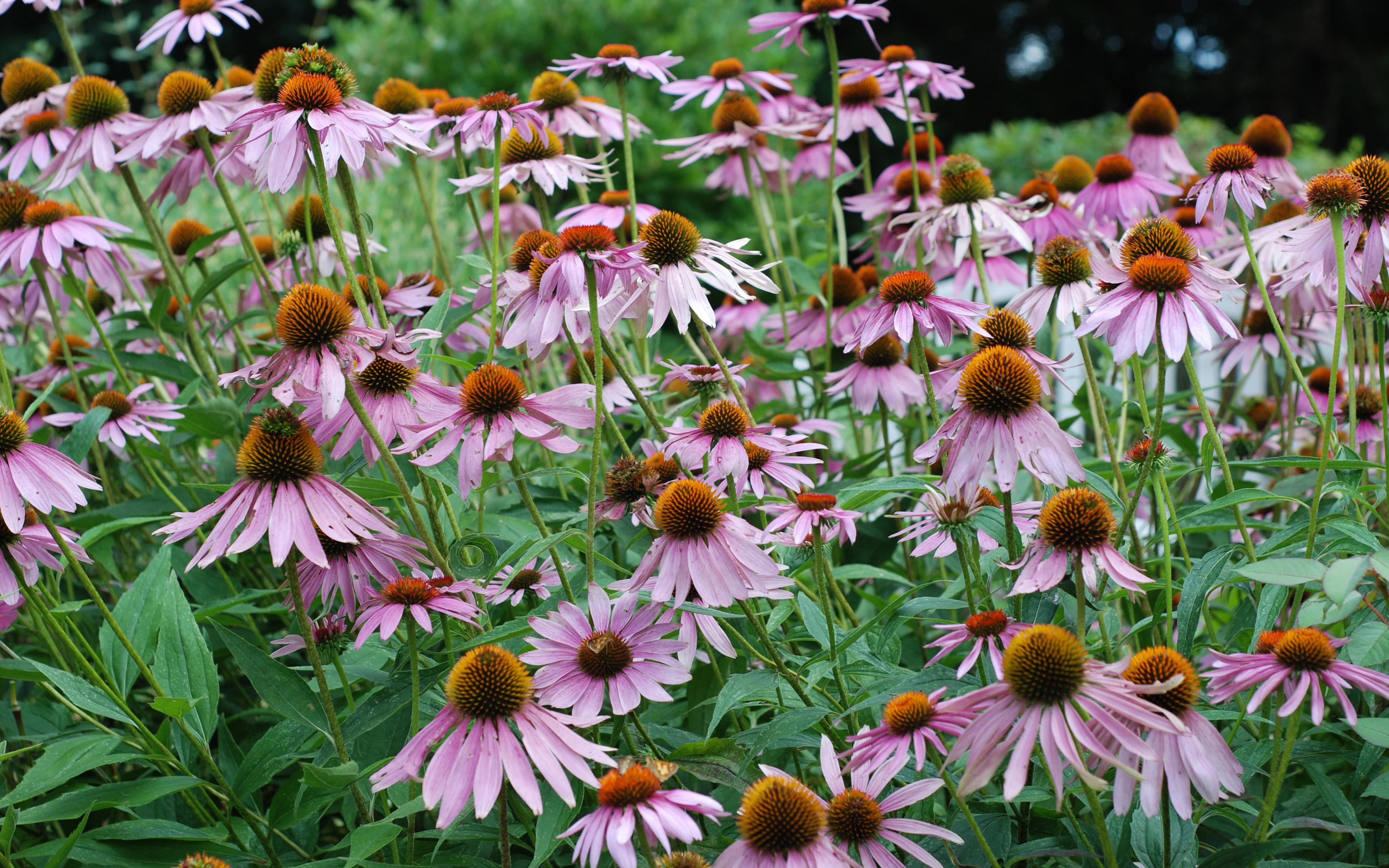 Green Coneflowers Wallpapers - Wallpaper Cave