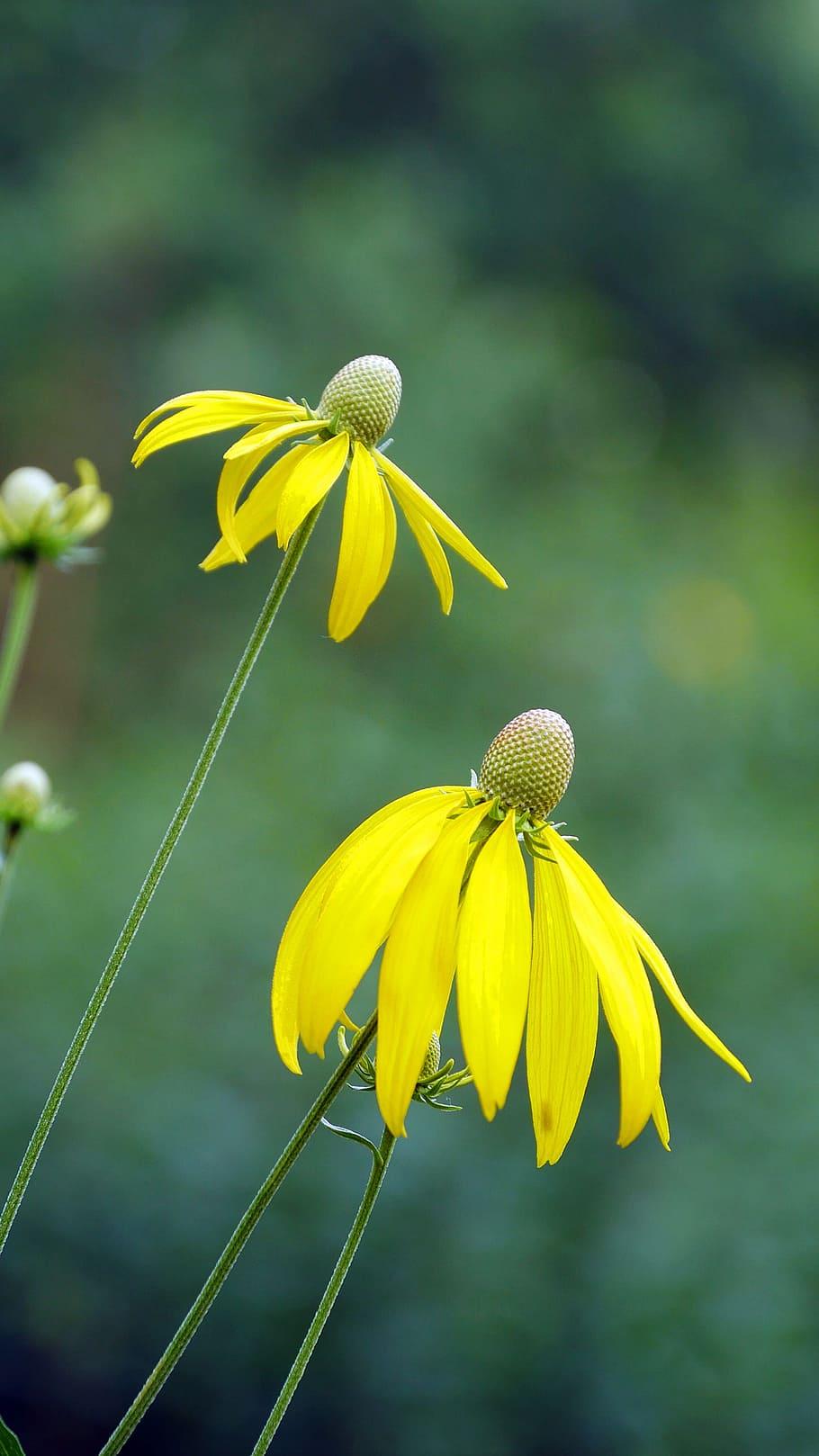 Green Coneflowers Wallpapers - Wallpaper Cave