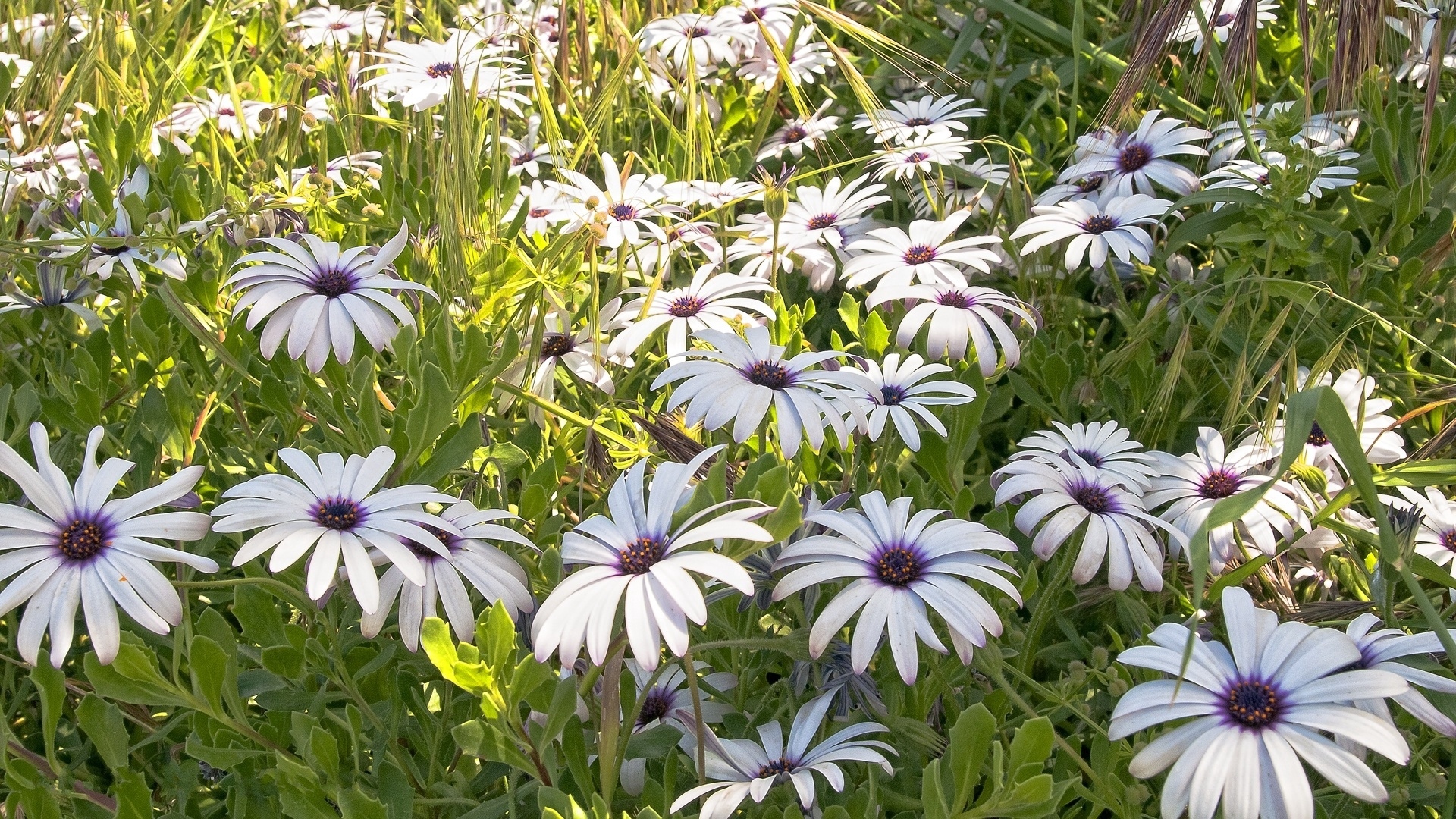 Download wallpaper 1920x1080 flowers, meadow, grass, green