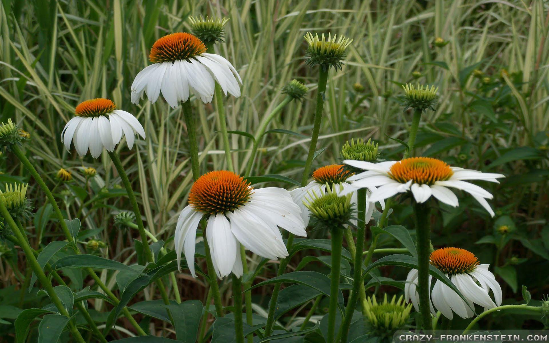 Coneflowers wallpaper 2