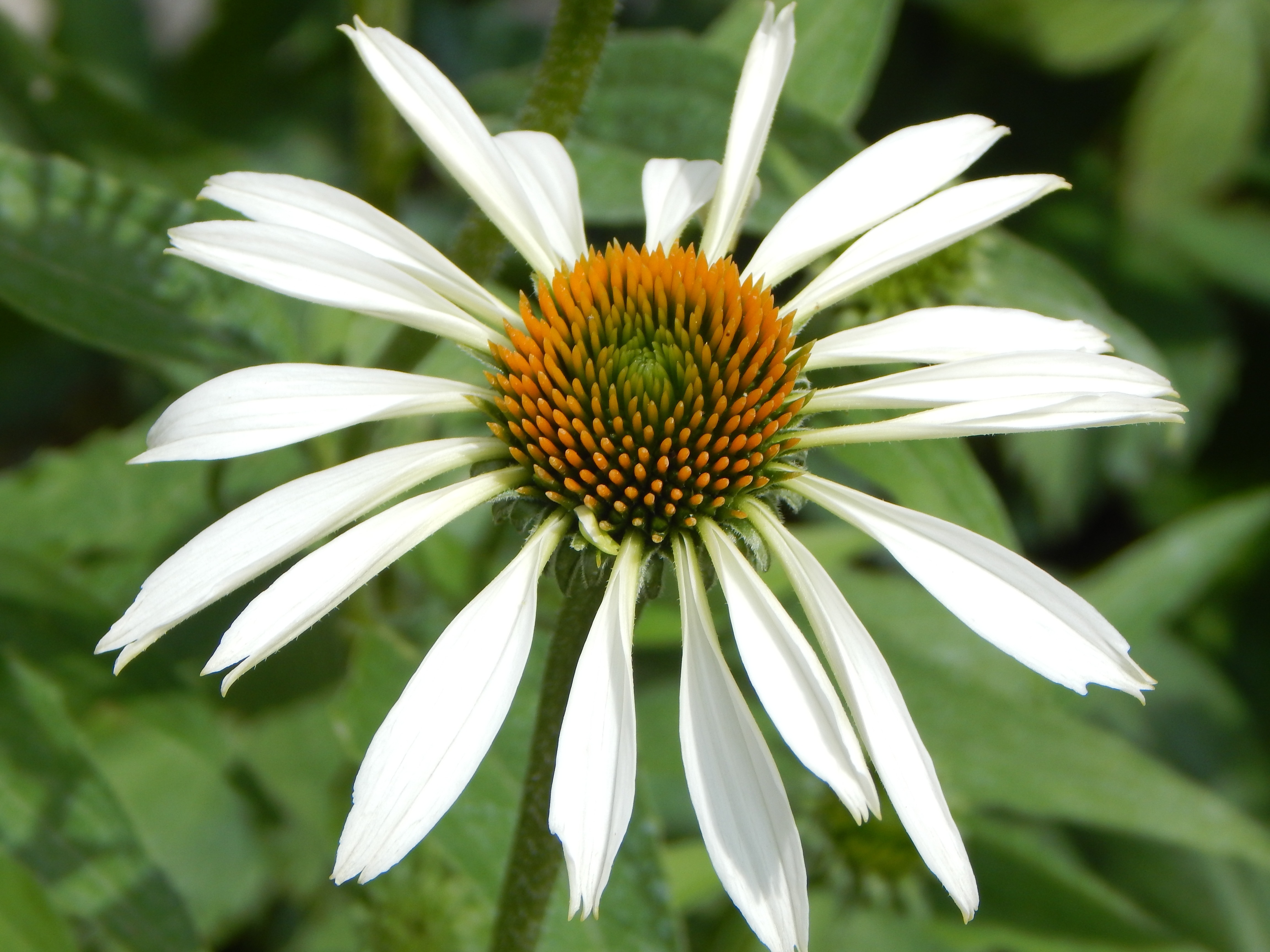 Green Coneflowers Wallpapers - Wallpaper Cave