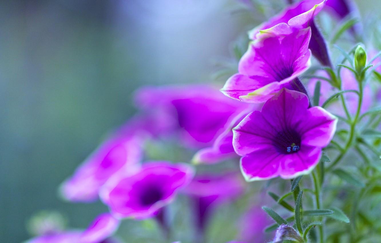 Wallpaper leaves, nature, petals, garden, flowerbed, Petunia