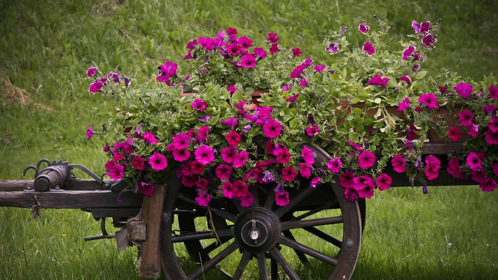 Download wallpaper 1600x900 petunia, pots, cart, grass