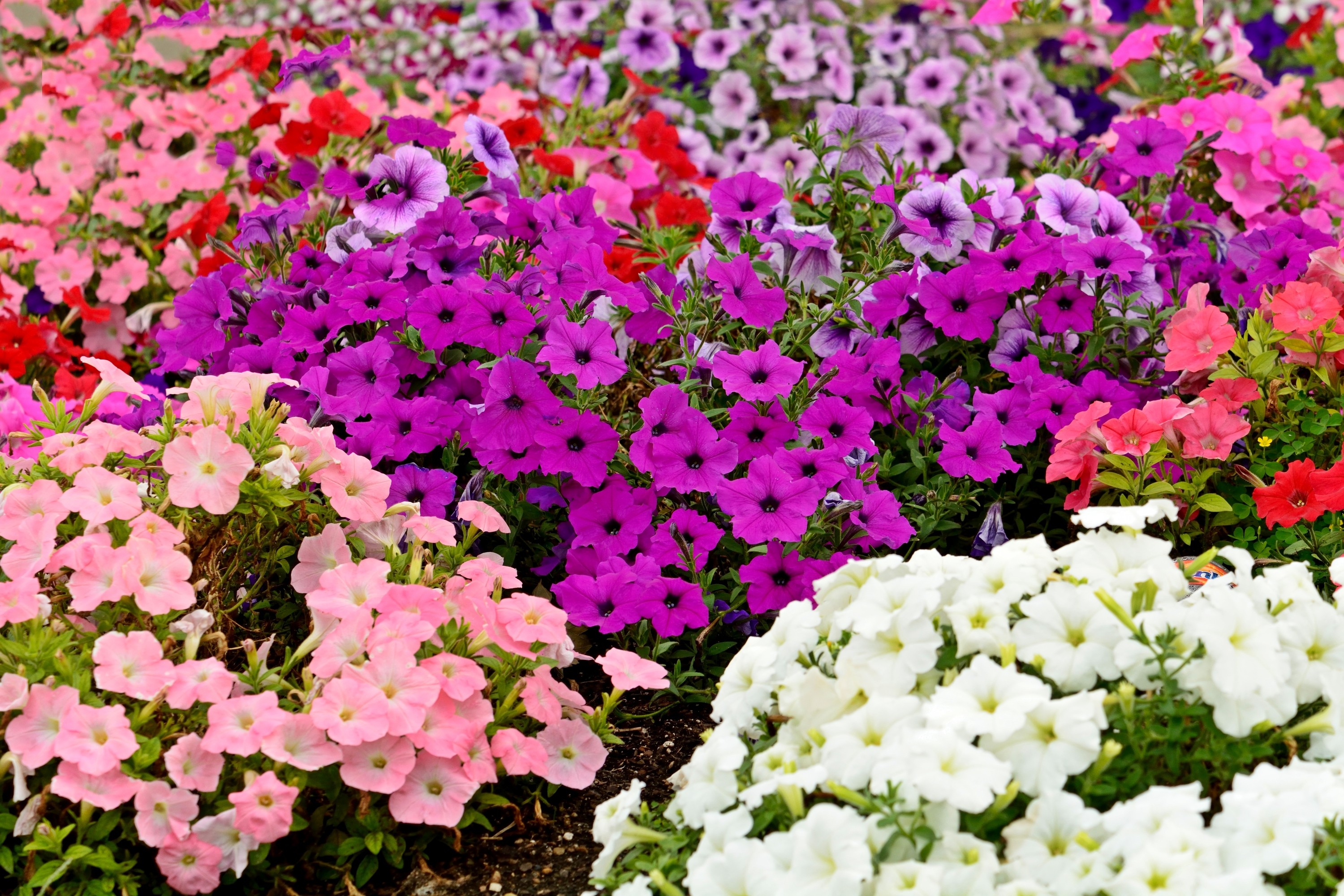 Free photo: Beautifully colorful petunia, Flower