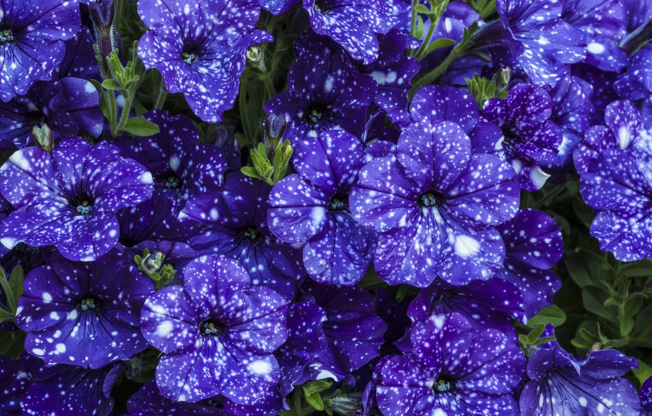 Wallpaper purple, flowers, beautiful, Petunia image