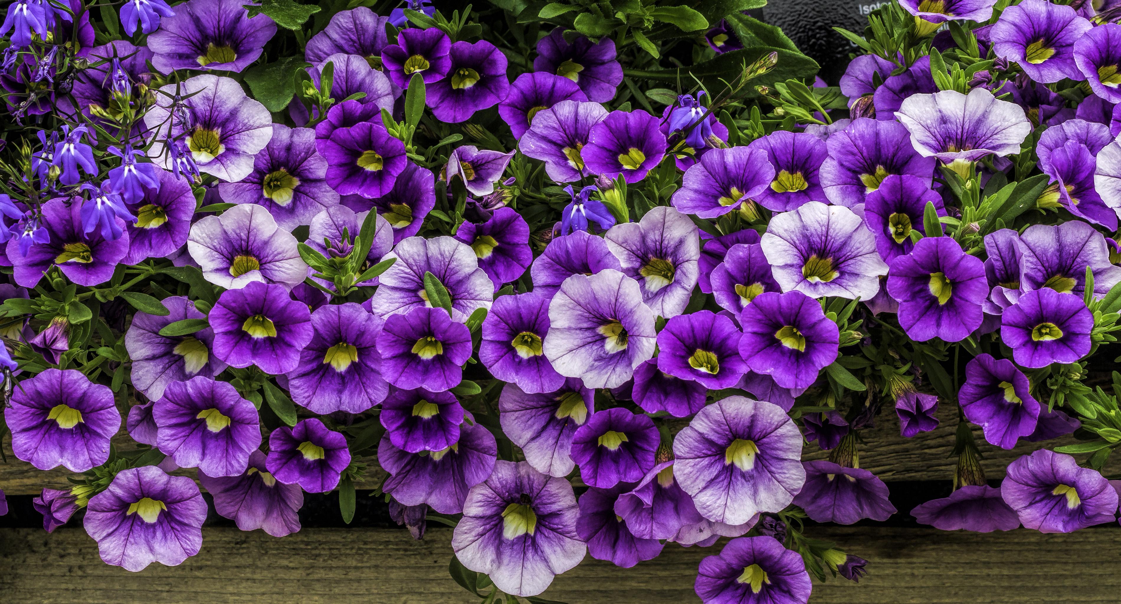 Purple Petunias HD Wallpaper. Background Imagex2050