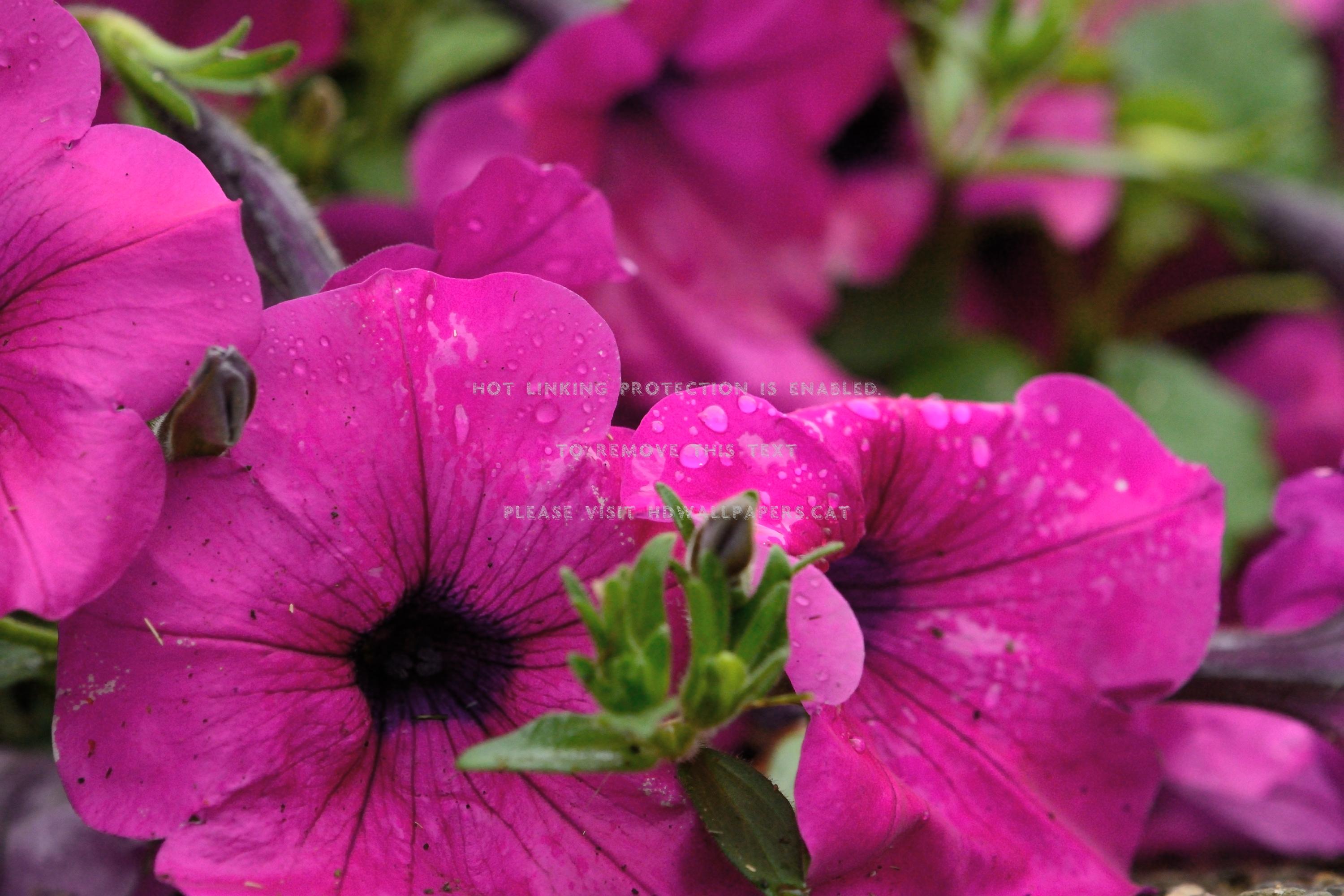 raindrop petunias rainy macro flower pretty