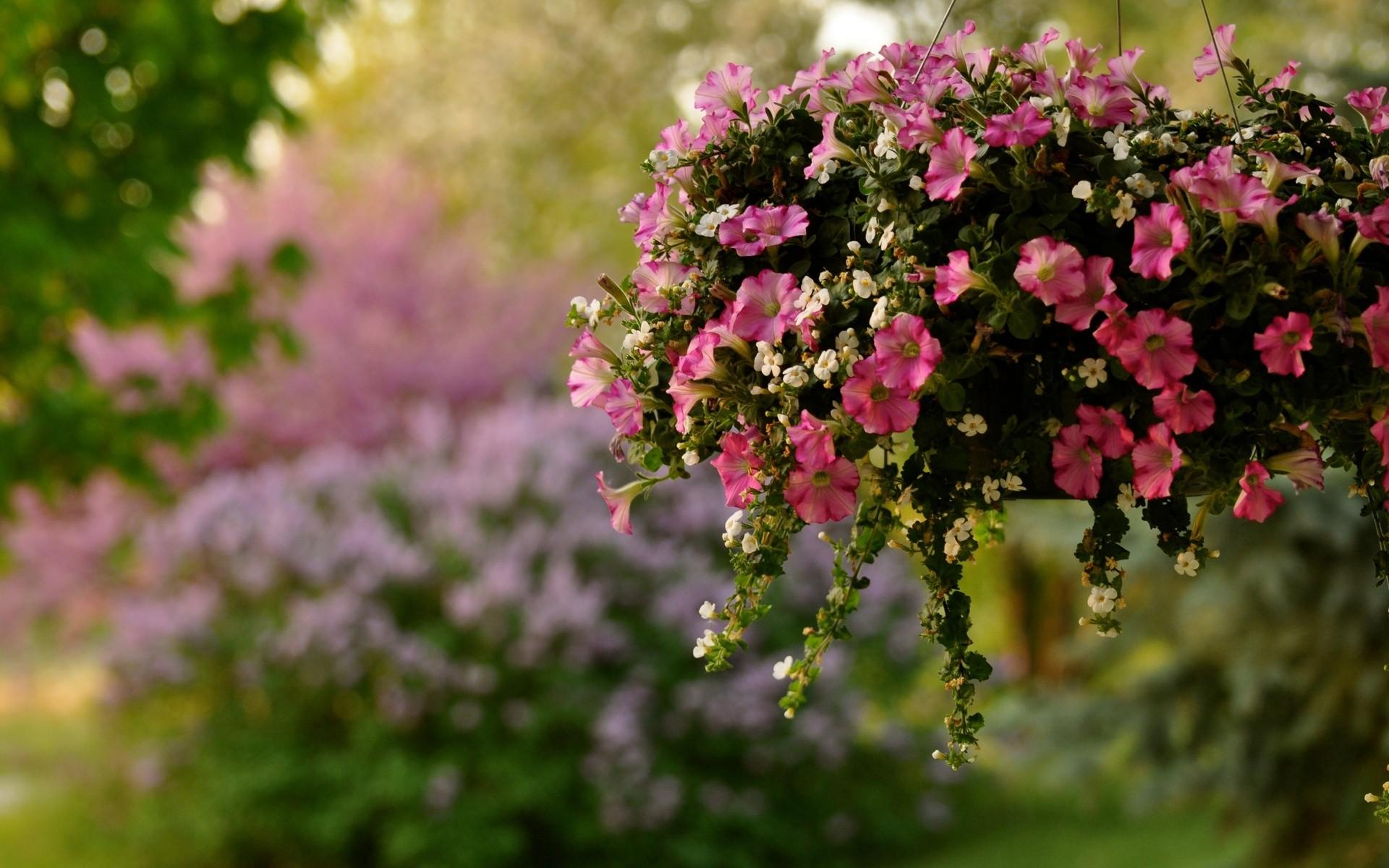 Pot, Nature Image, Free, petunia, Windows, Bokeh, Beautiful