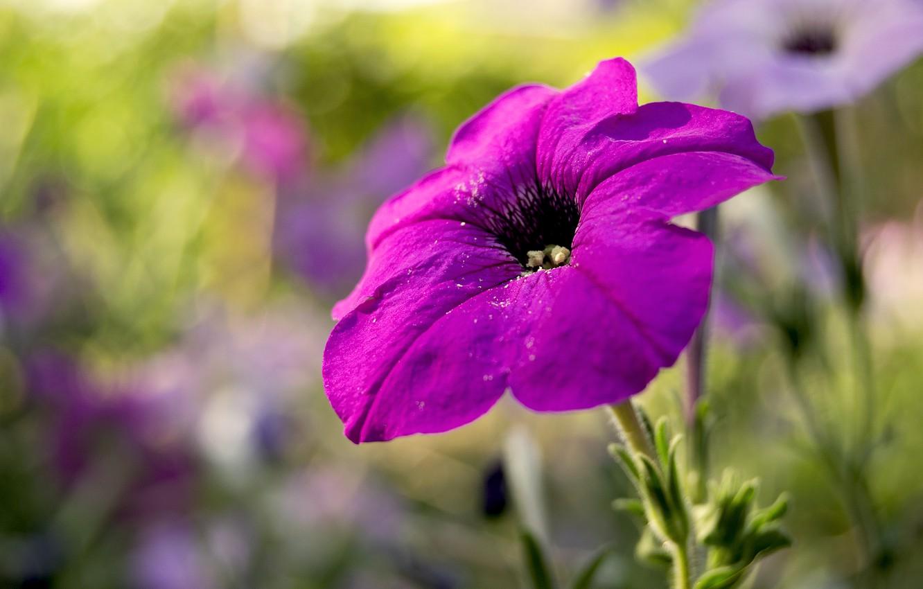 Wallpaper flower, summer, macro, Petunia image for desktop