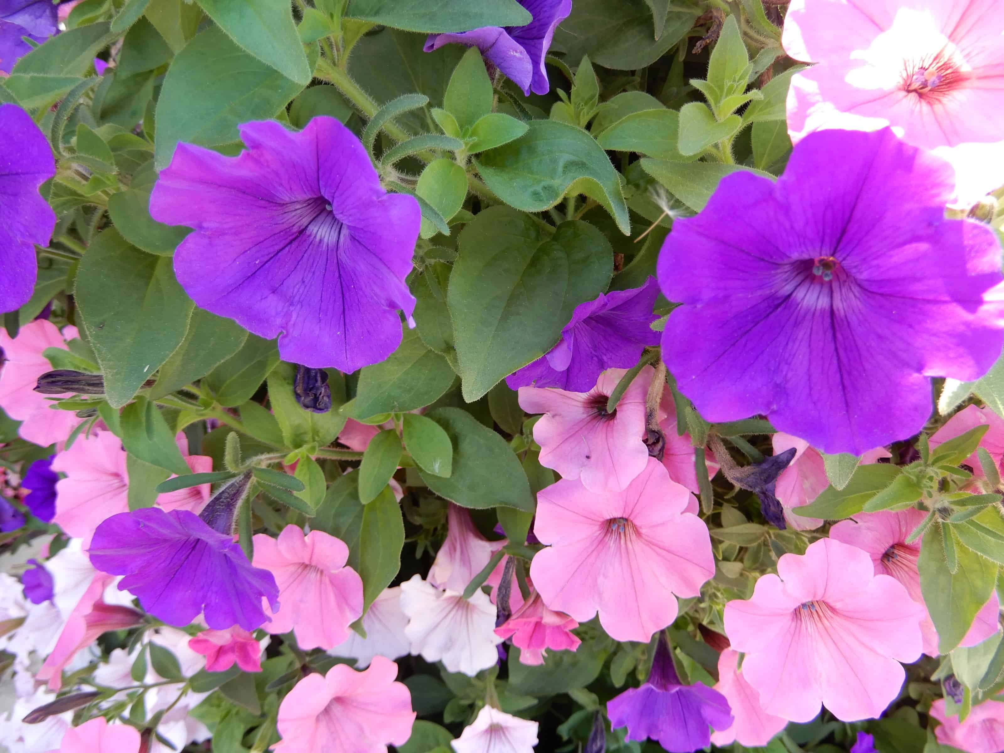 Pretty Petunia Wallpapers - Wallpaper Cave