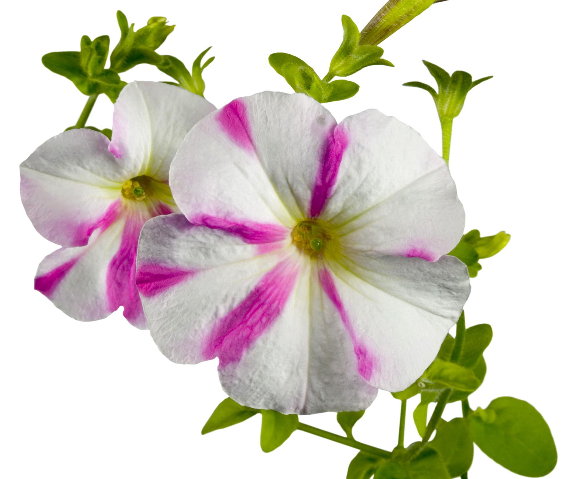 Wallpaper Flowers Petunia 2000x1650