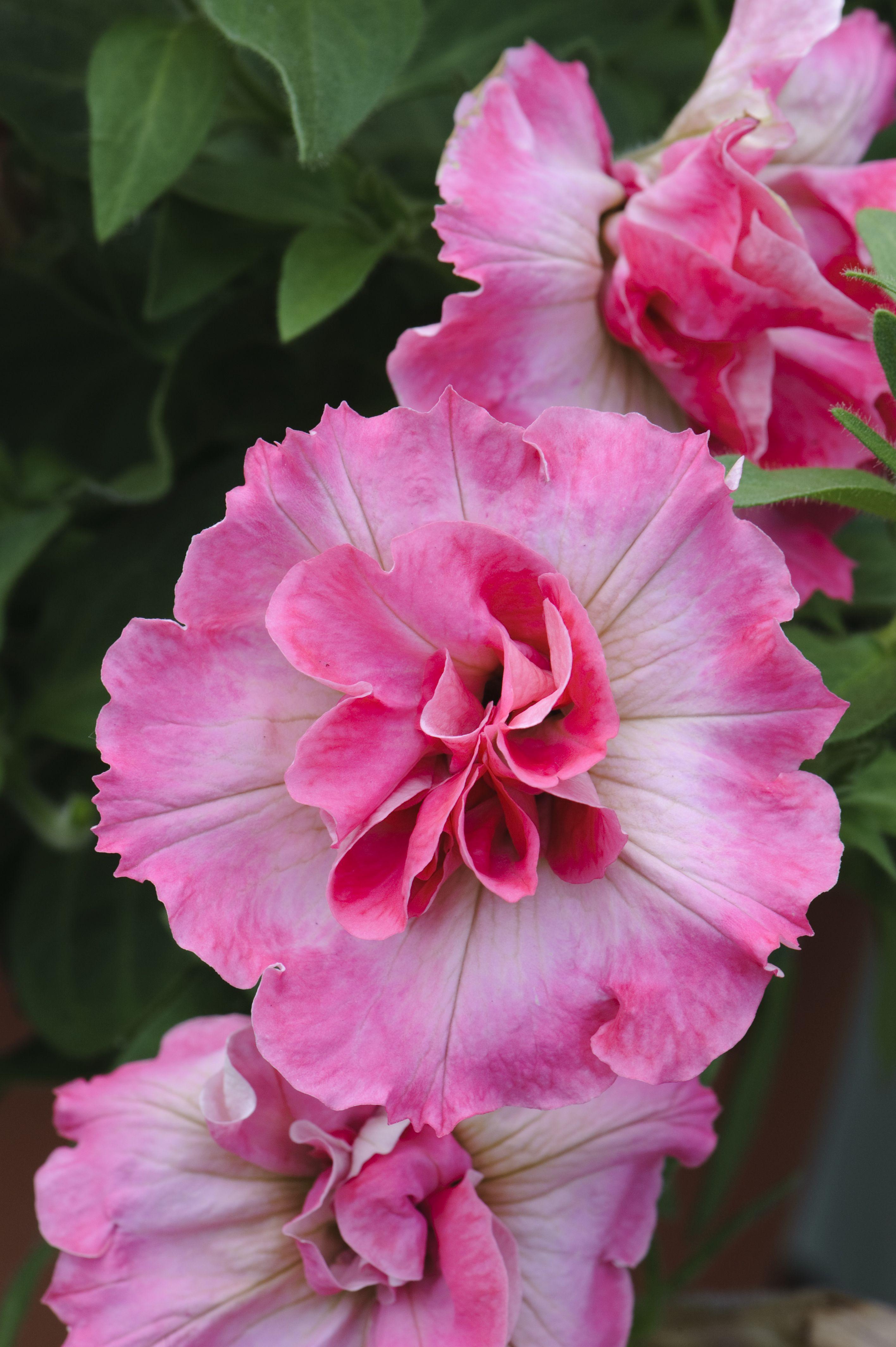 Petunia PANACHE Double Trouble. Beautiful pink frilled edges