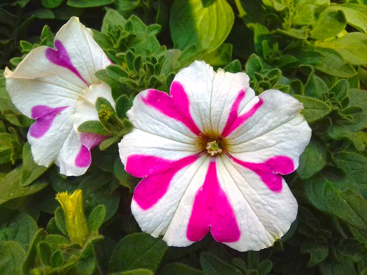 Pretty Petunia Wallpapers - Wallpaper Cave